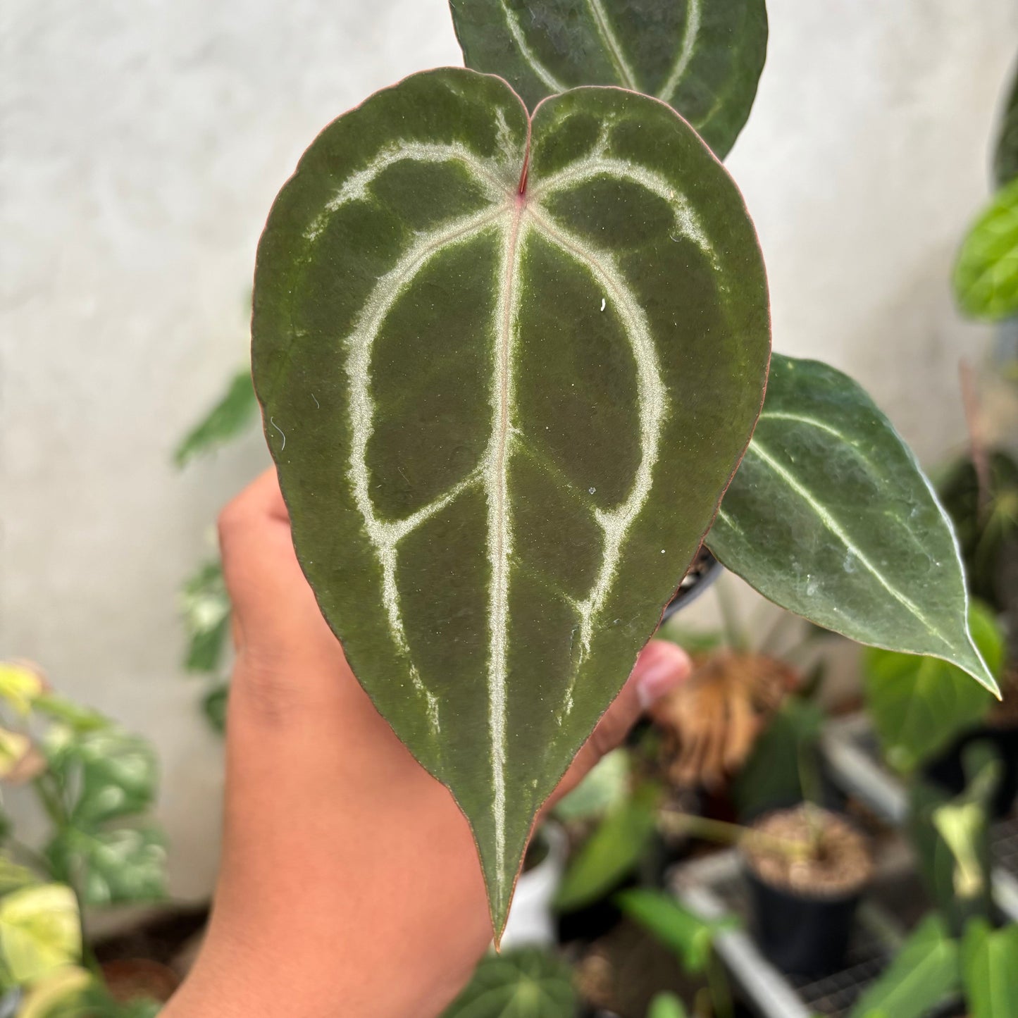 Anthurium Michelle x (Michelle x Red Velvet Cake)