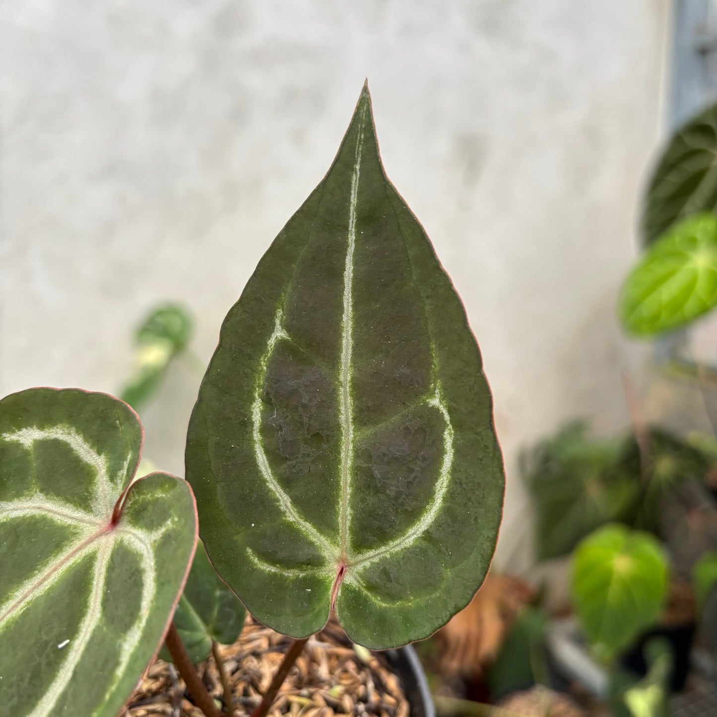 Anthurium Michelle x (Michelle x Red Velvet Cake)