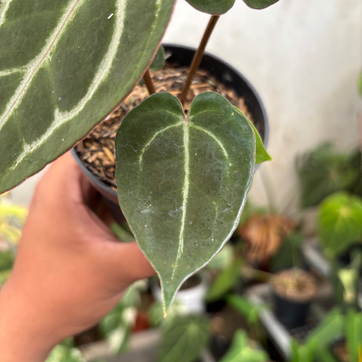 Anthurium Michelle x (Michelle x Red Velvet Cake)