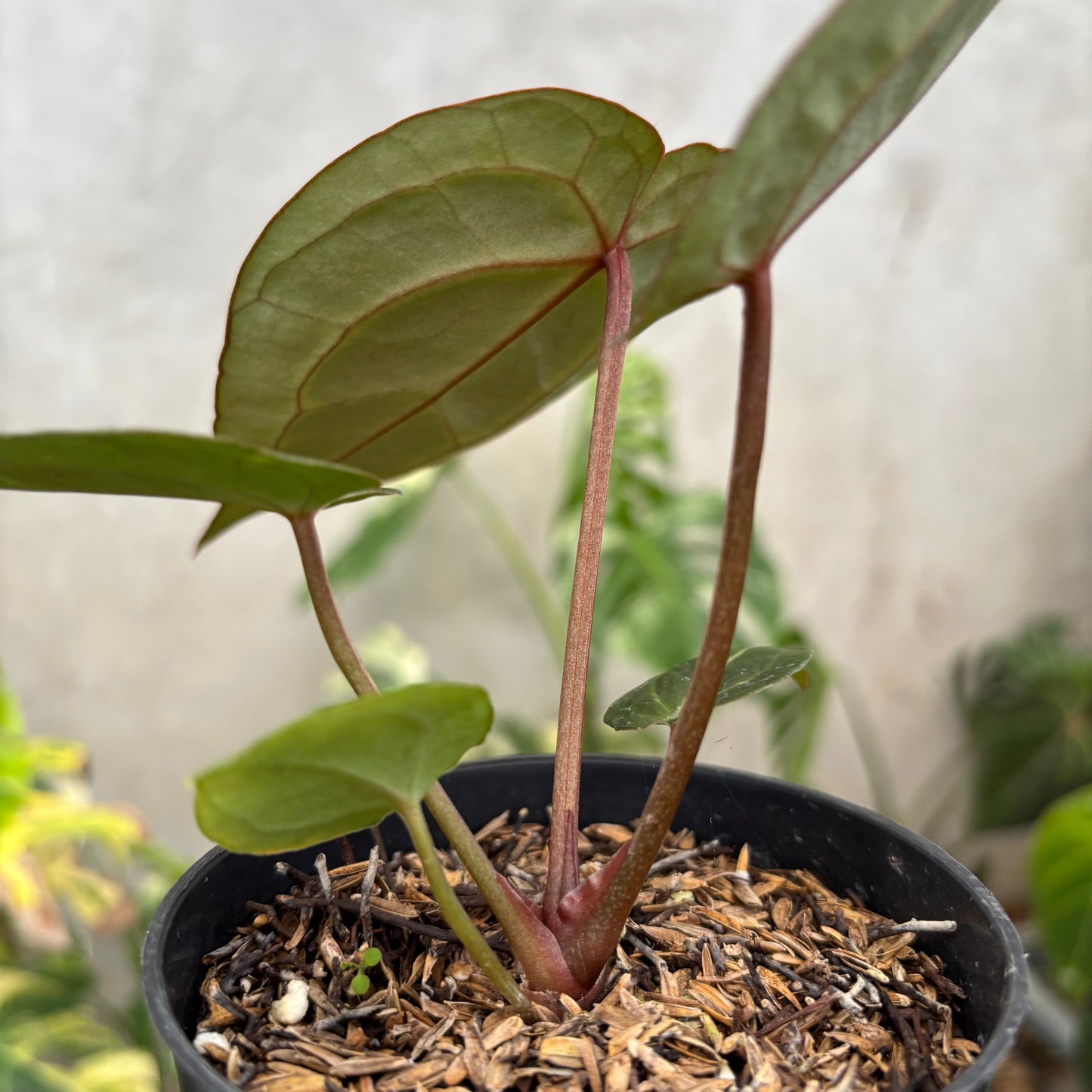 Anthurium Michelle x (Michelle x Red Velvet Cake)