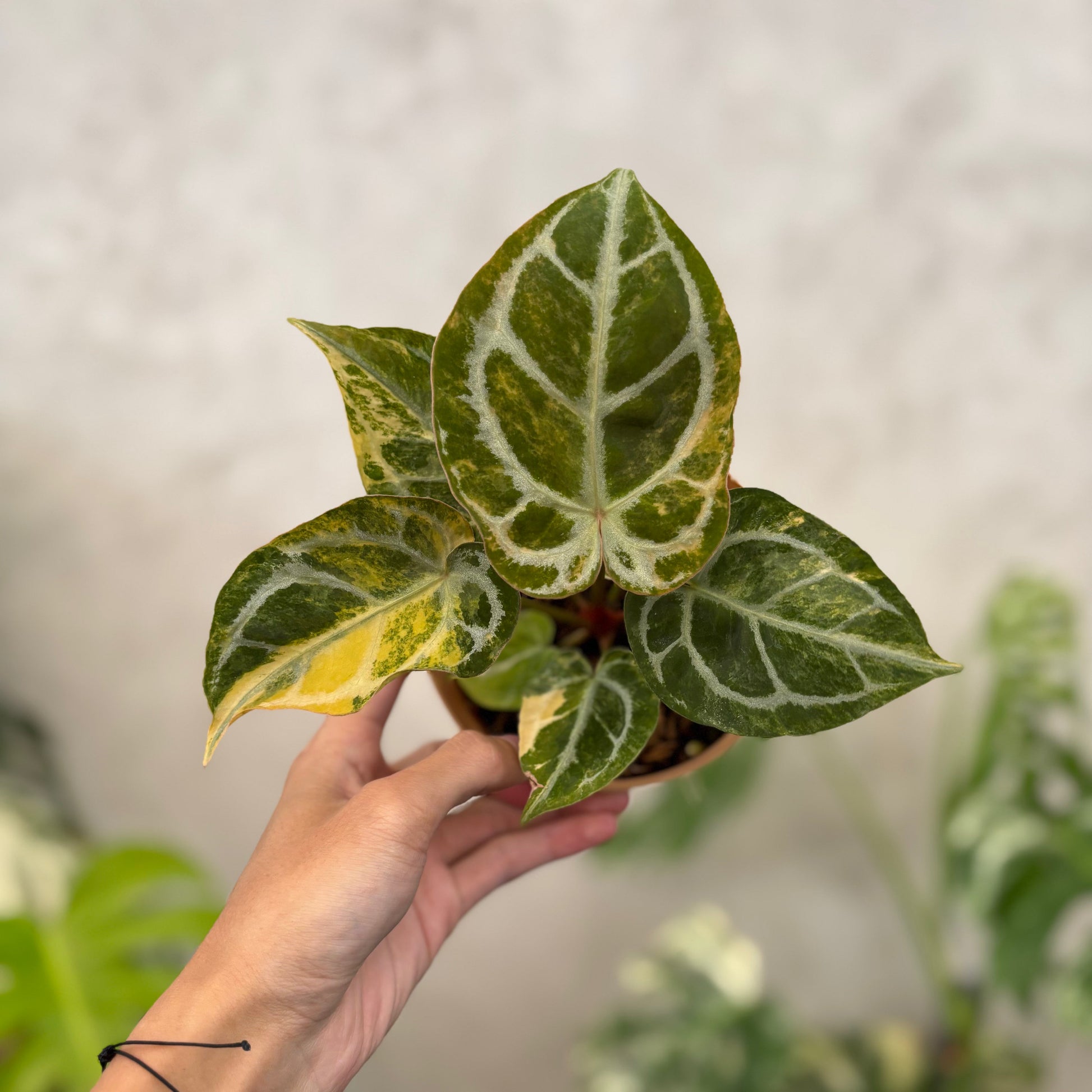 Anthurium Red Space Variegated - Indonesian Rare Plants