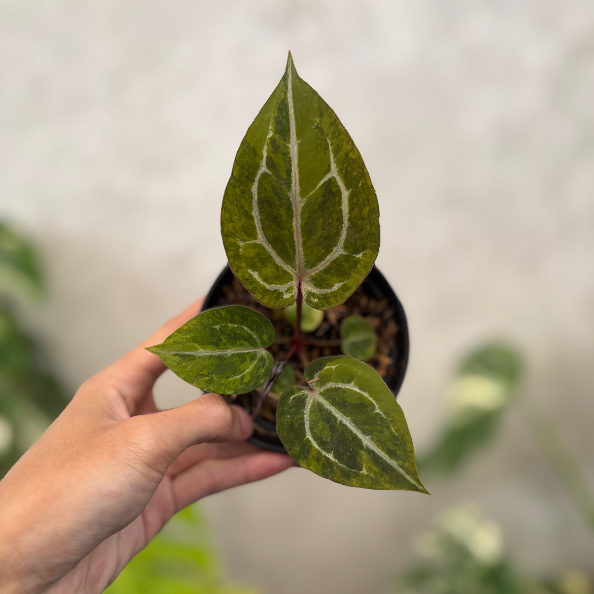 Anthurium Michelle Variegated x (michelle x red velvet cake) - Indonesian Rare Plants