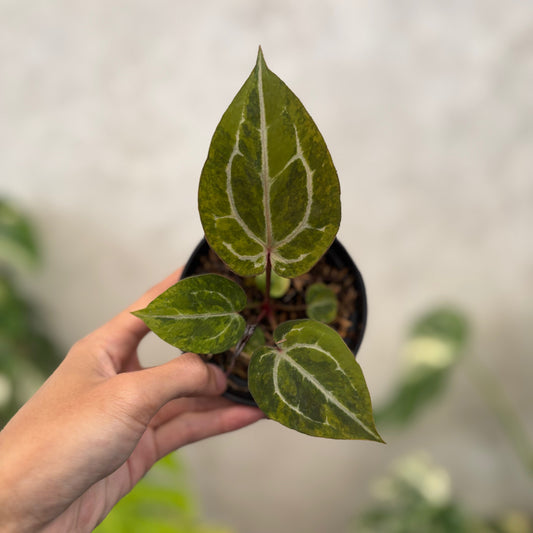 Anthurium Michelle Variegated x (michelle x red velvet cake) - Indonesian Rare Plants