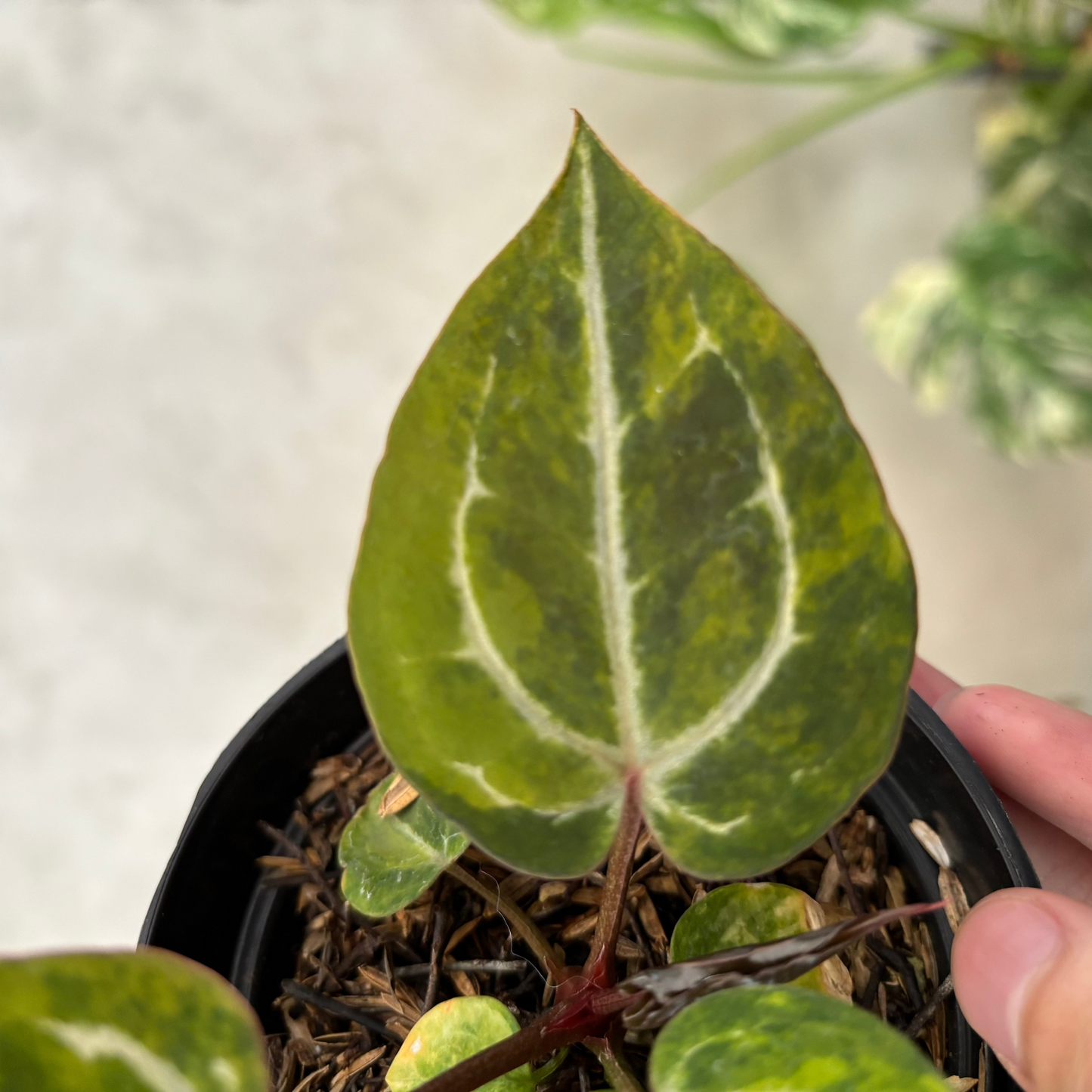 Anthurium Michelle var x (michelle x red velvet cake) — photo 3