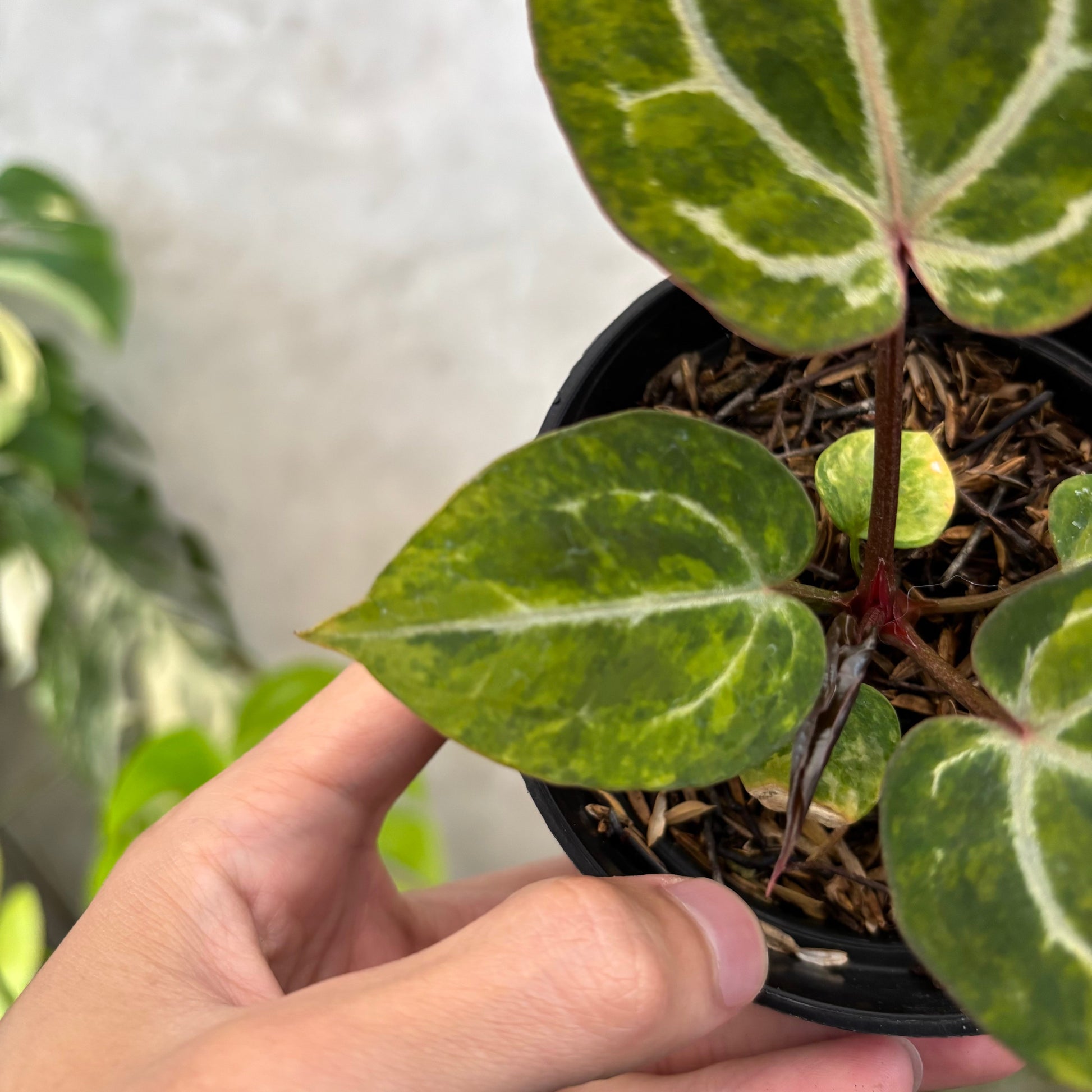 Anthurium Michelle var x (michelle x red velvet cake) — photo 4