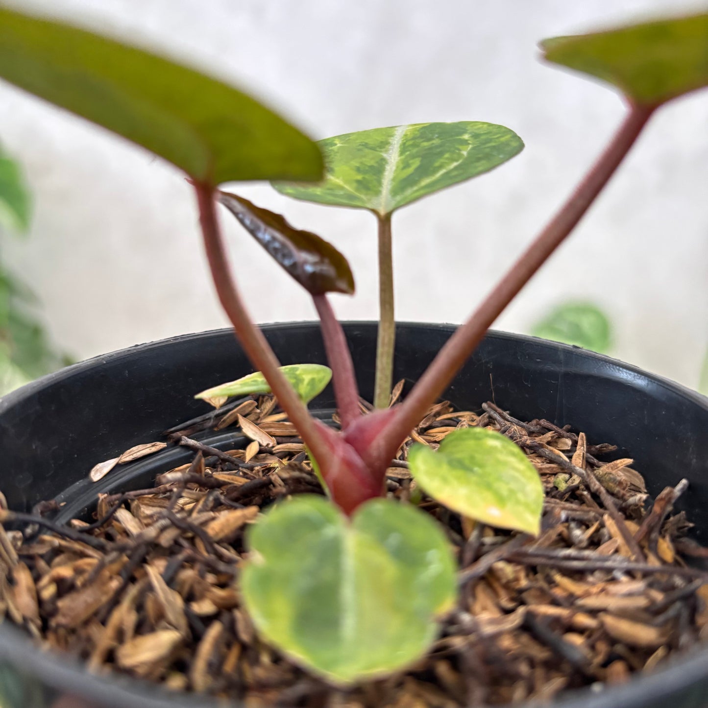 Anthurium Michelle Variegated x (michelle x red velvet cake)