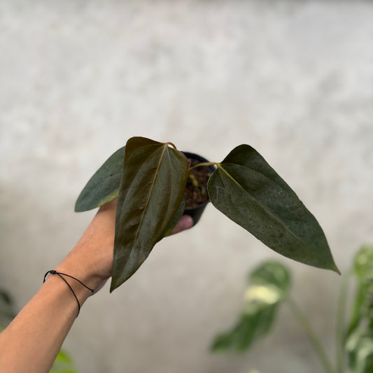 Anthurium Porti xdf - Indonesian Rare Plants