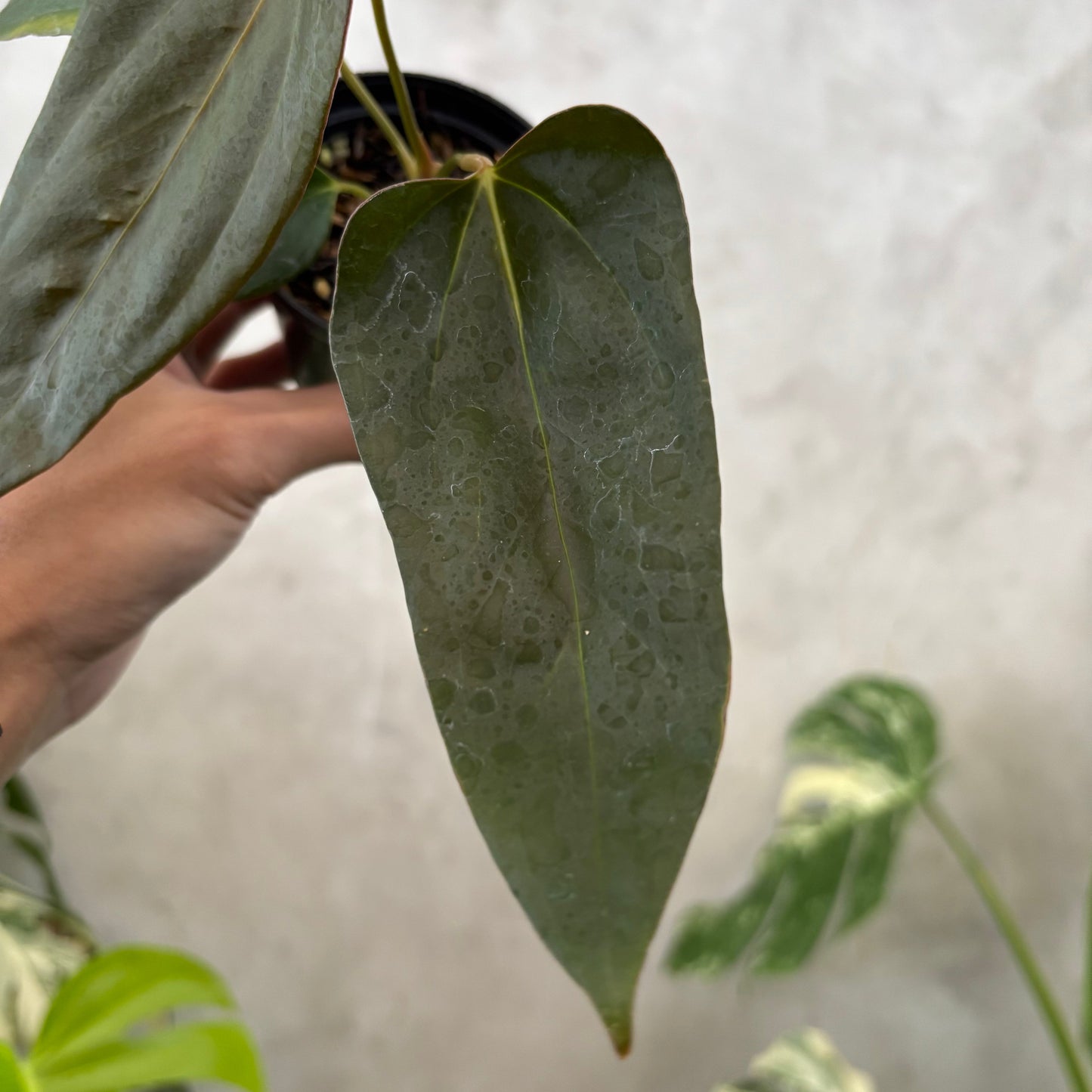 Anthurium Porti xdf
