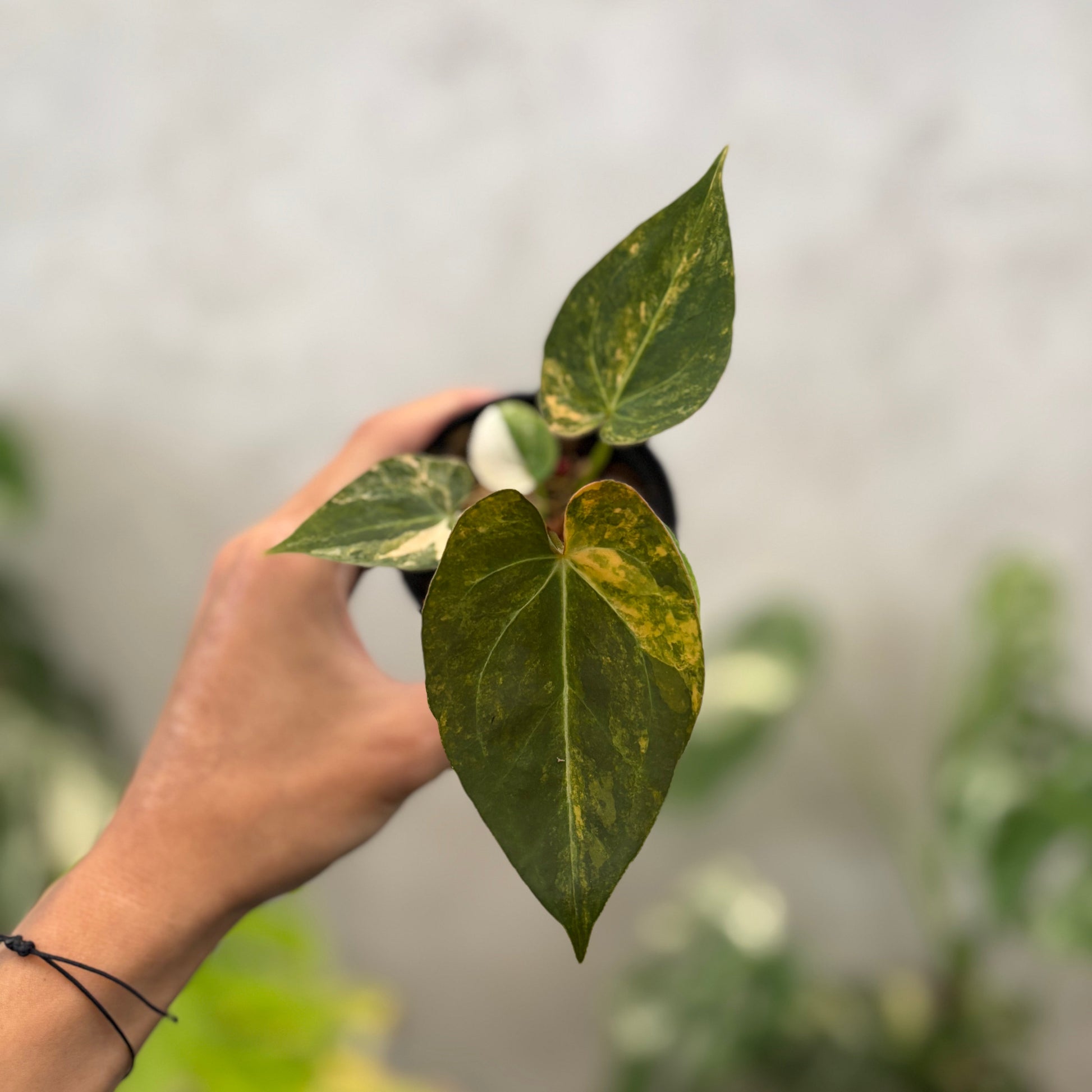 Anthurium papillilaminum Pink x King Of Spades Variegated - Indonesian Rare Plants