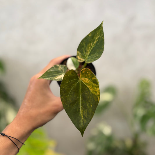 Anthurium papillilaminum Pink x King Of Spades Variegated - Indonesian Rare Plants