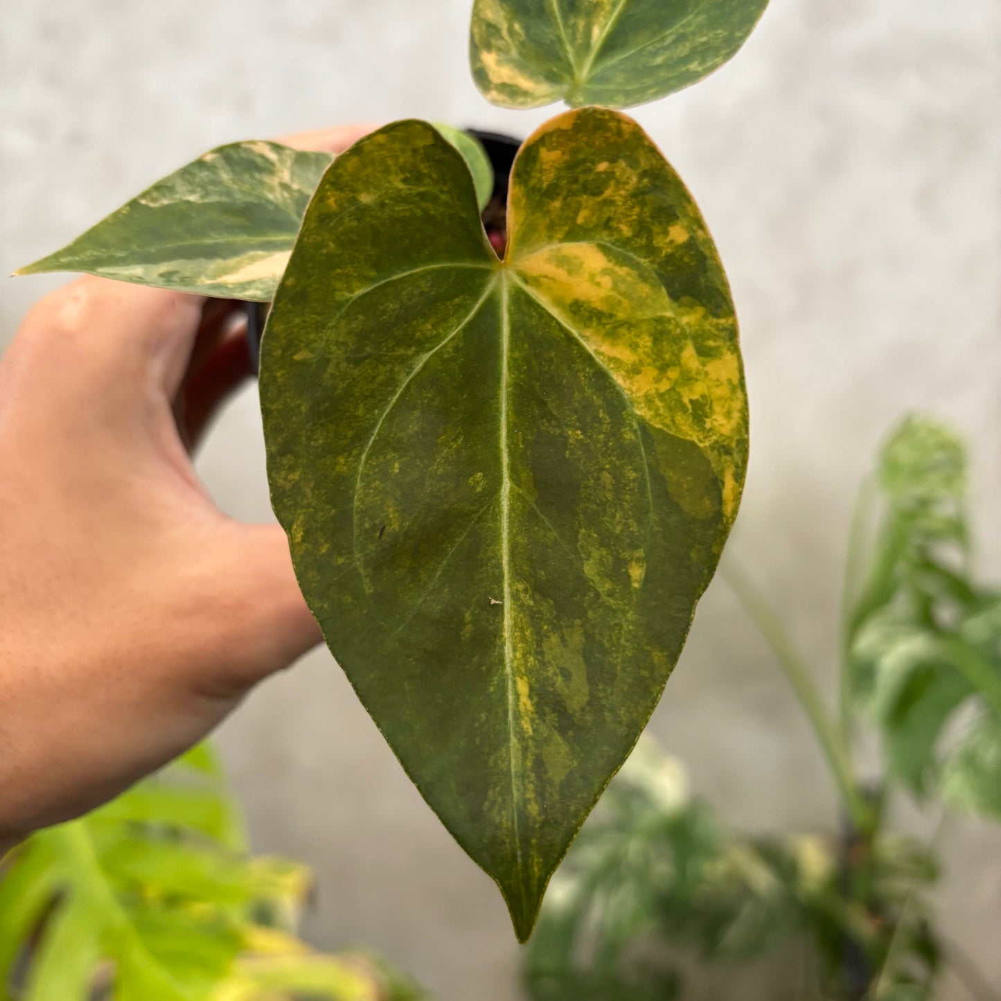 Anthurium papillilaminum Pink x King Of Spades Variegated