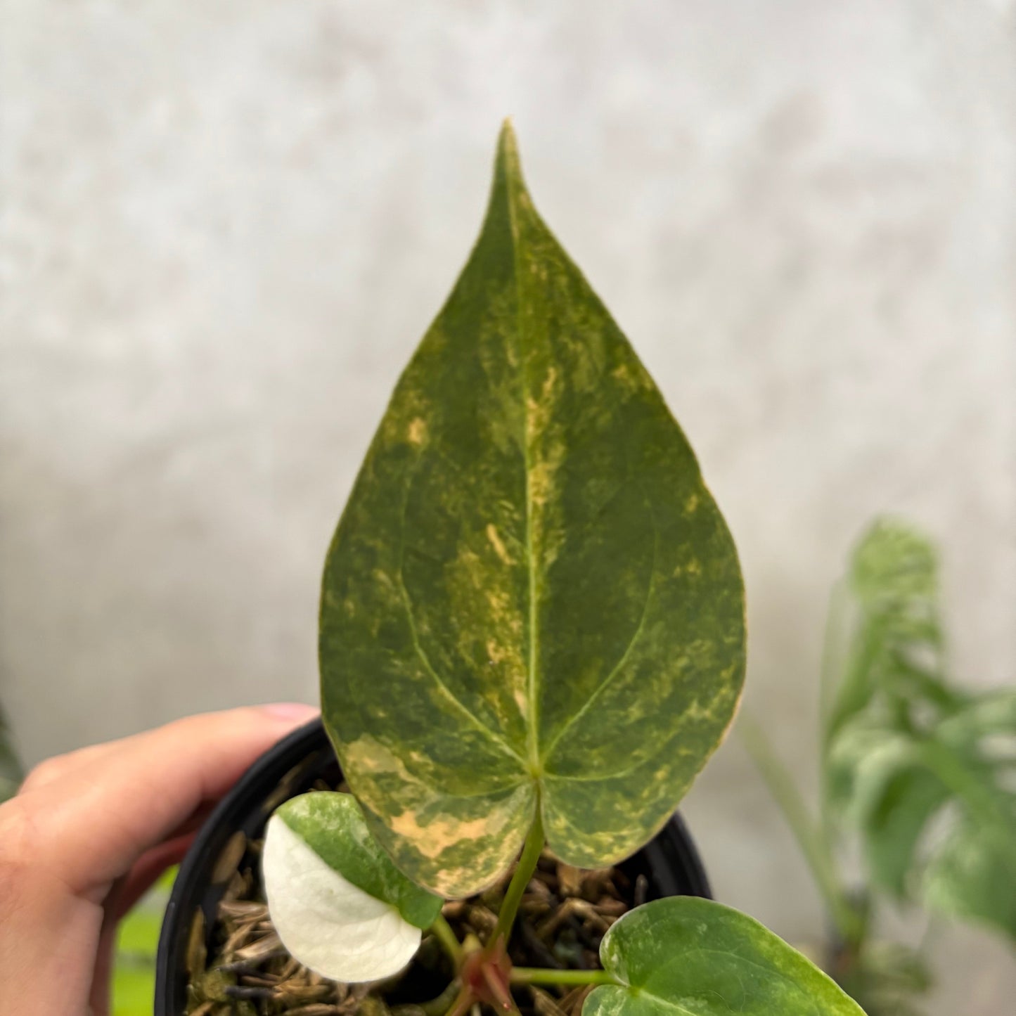 Anthurium papillilaminum Pink x King Of Spades — photo 3