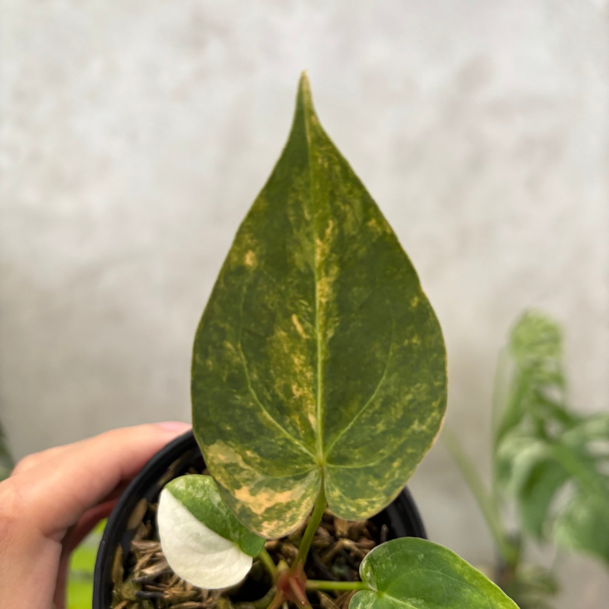 Anthurium papillilaminum Pink x King Of Spades — photo 3