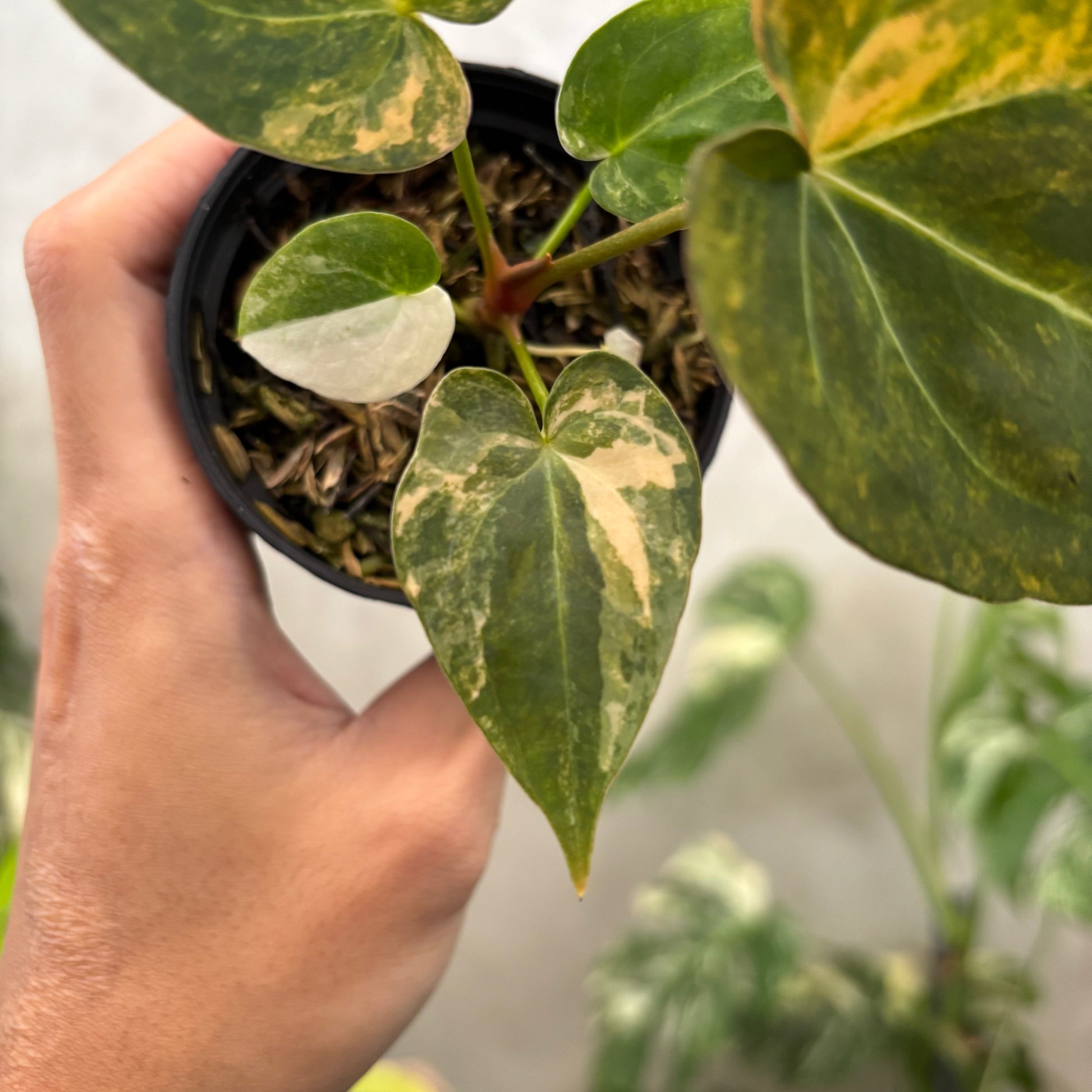 Anthurium papillilaminum Pink x King Of Spades — photo 4