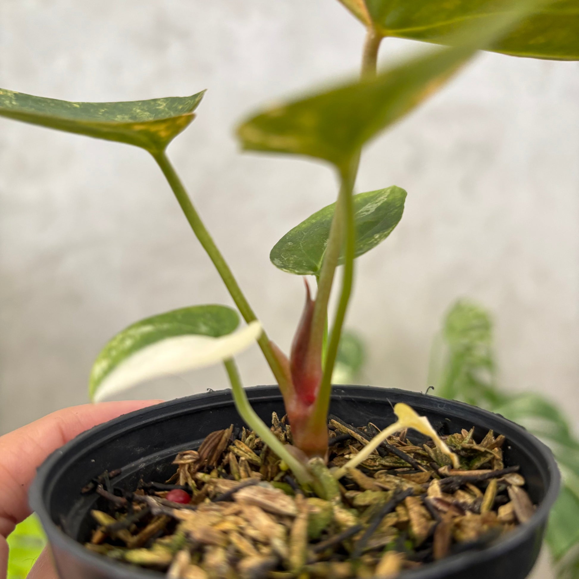 Anthurium papillilaminum Pink x King Of Spades — photo 5