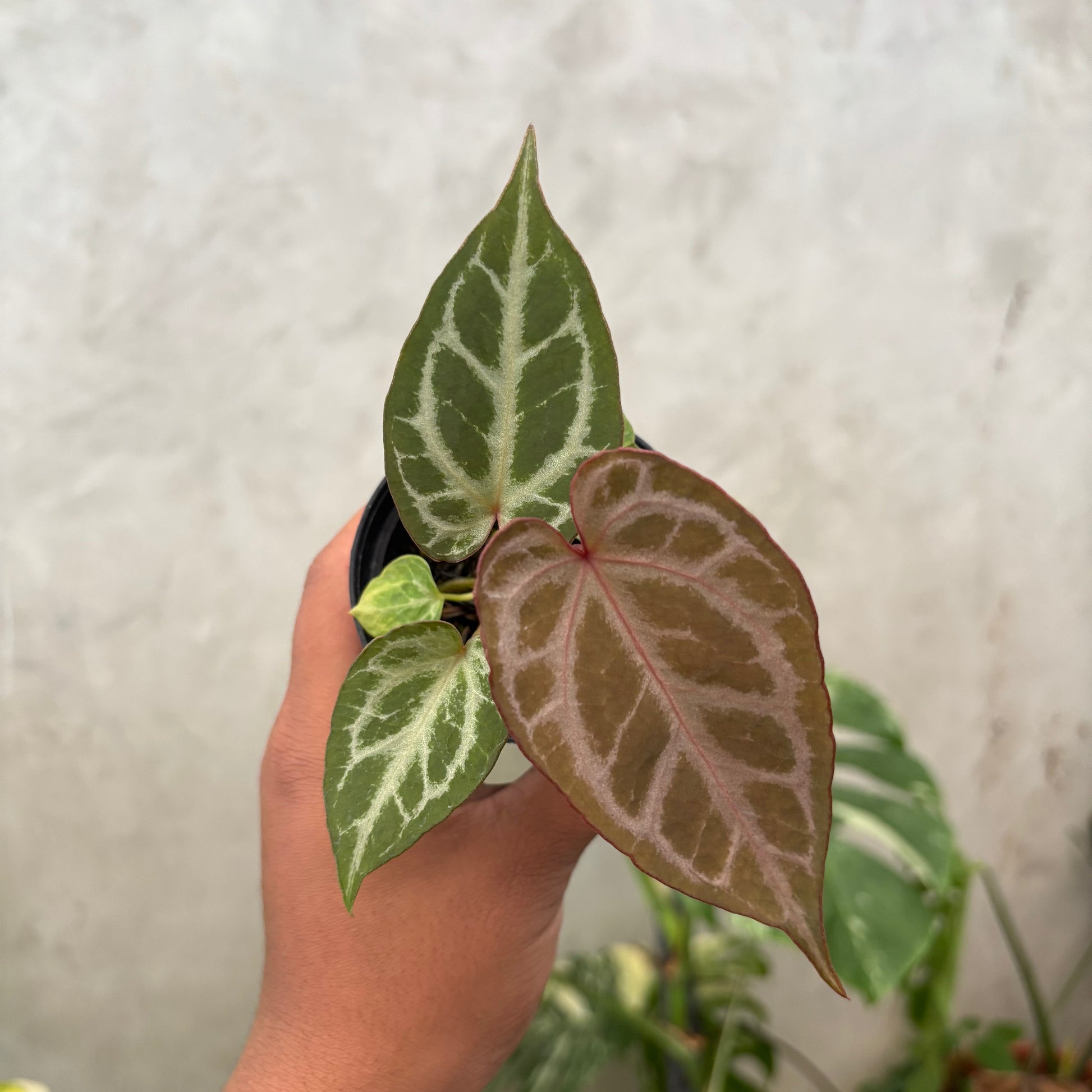 Anthurium (Angela x black widow) x Regar Silver - Indonesian Rare Plants