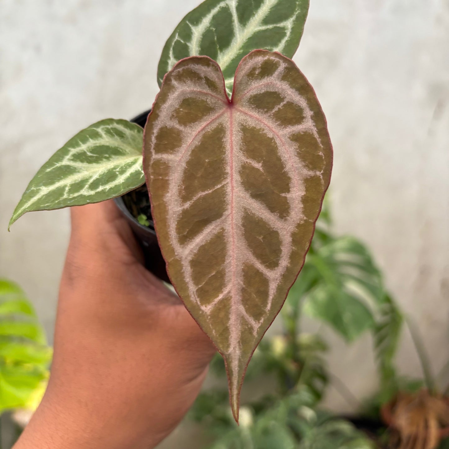 Anthurium (Angela x black widow) x Regar Silver