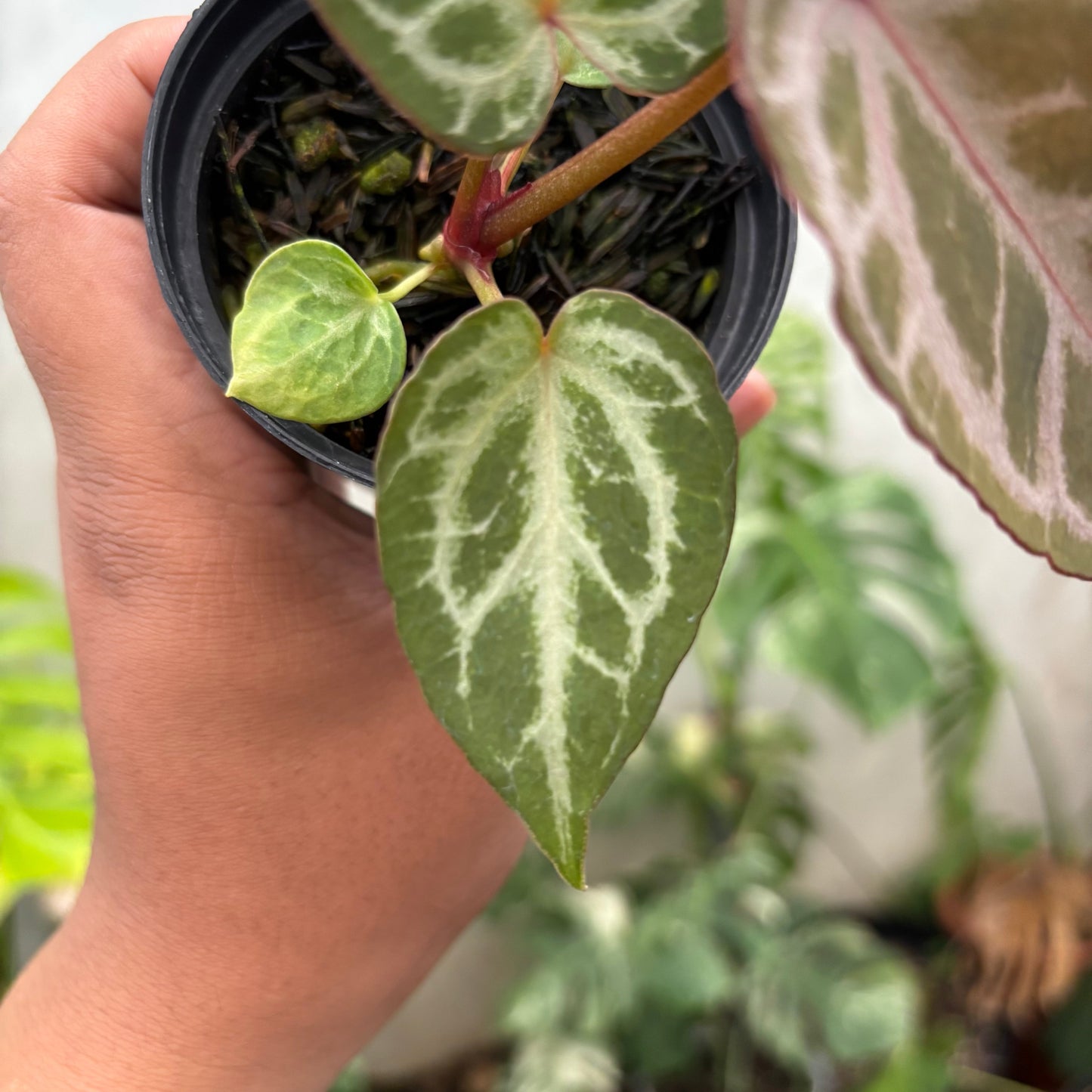 Anthurium (Angela x black widow) x Regar Silver
