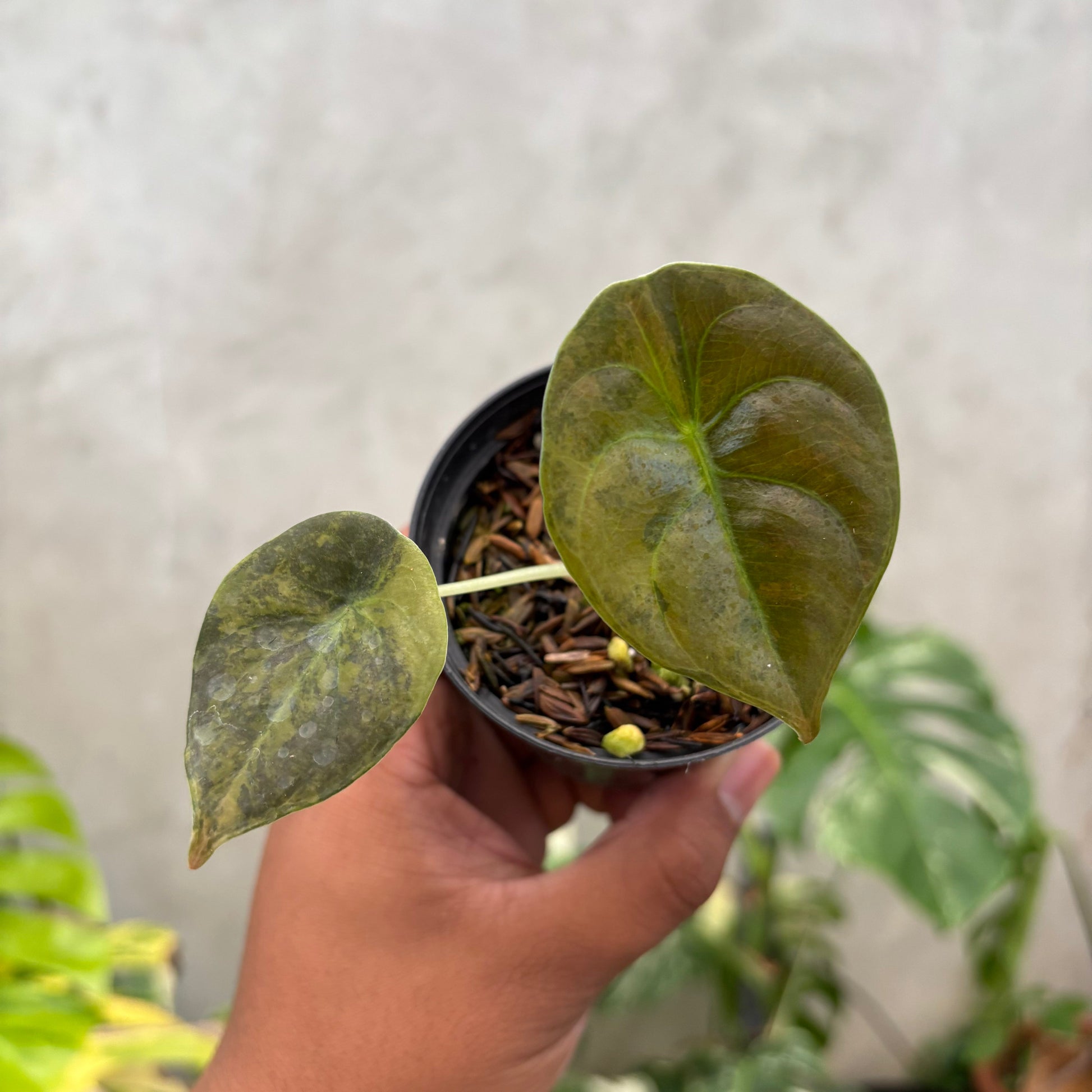 Alocasia Cuprea Latte Little - Indonesian Rare Plants