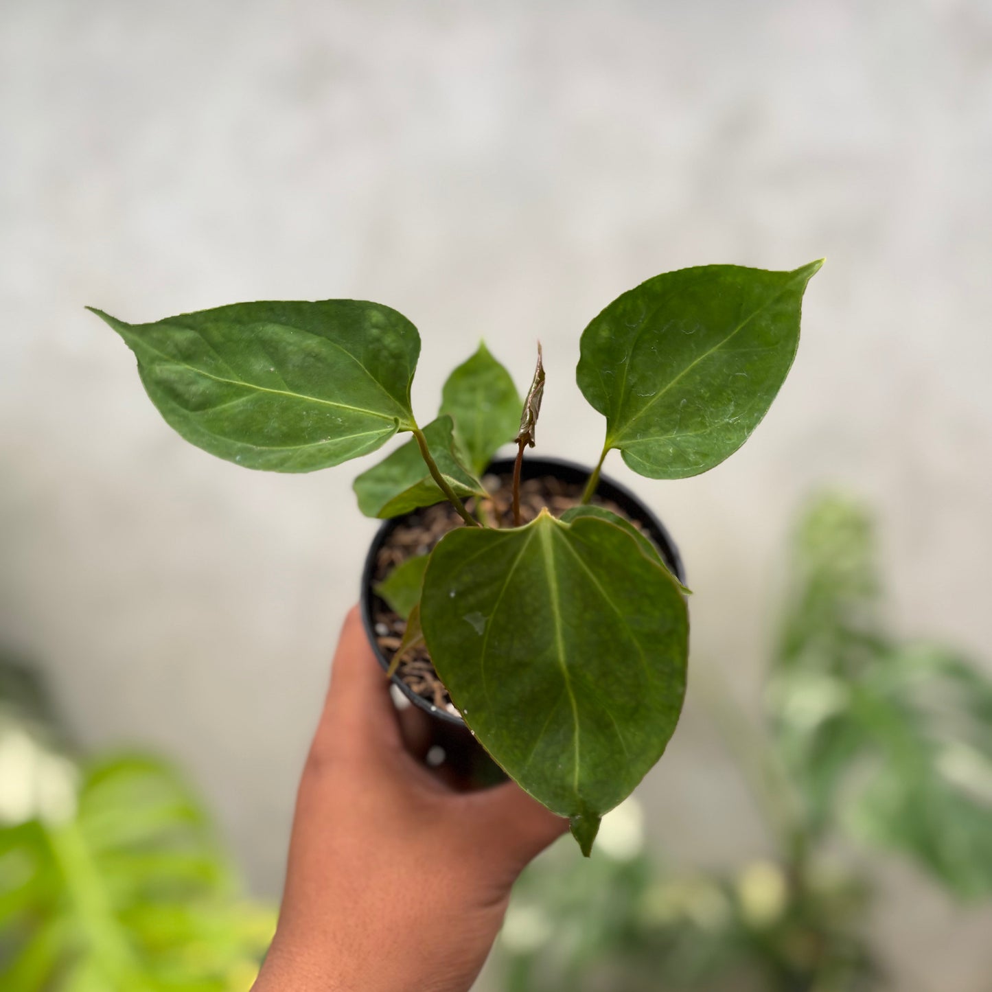 Anthurium Xone Porti Muchlis x Blood of Blue - Indonesian Rare Plants