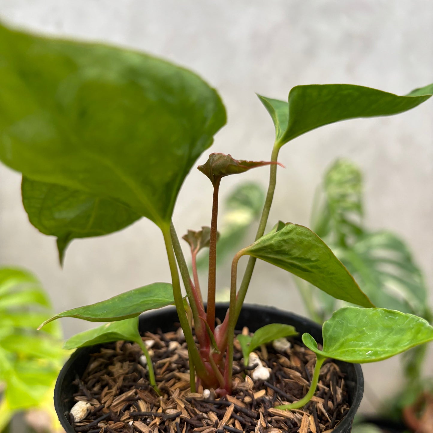Anthurium Xone Porti Muchlis x Blood of Blue