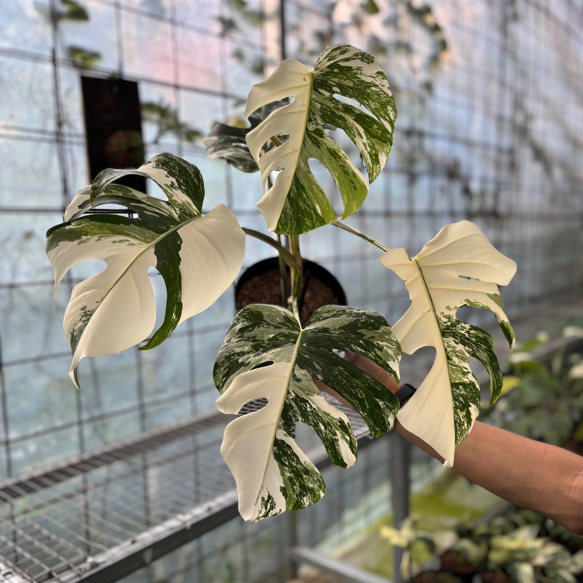 Monstera Albo White Tiger — rare Indonesian plant