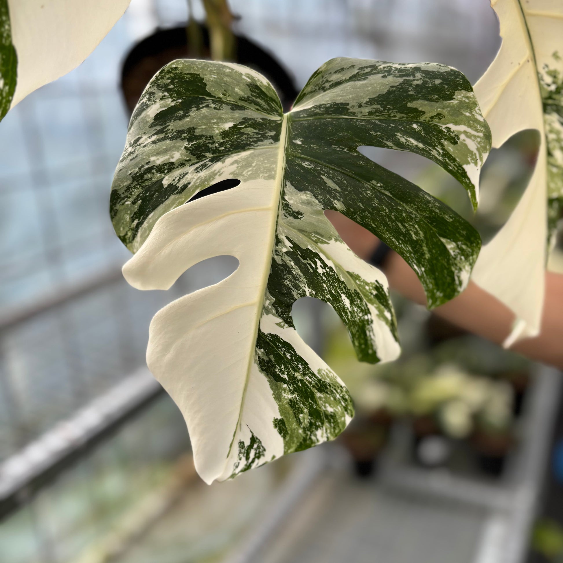 Monstera Albo White Tiger — photo 2
