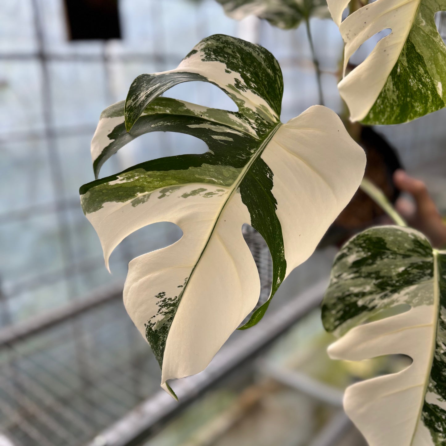 Monstera Albo White Tiger — photo 5