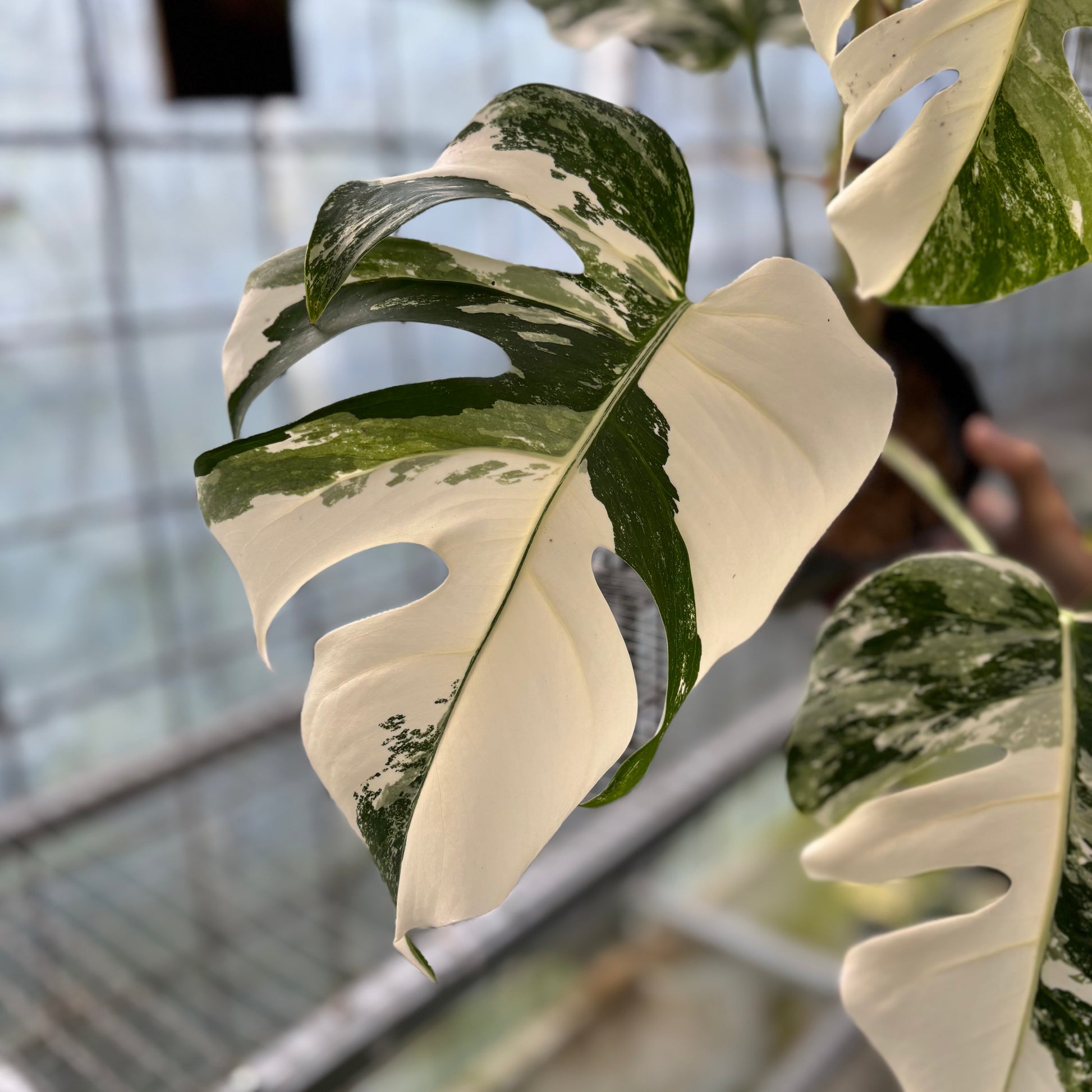 Monstera Albo White Tiger — photo 5