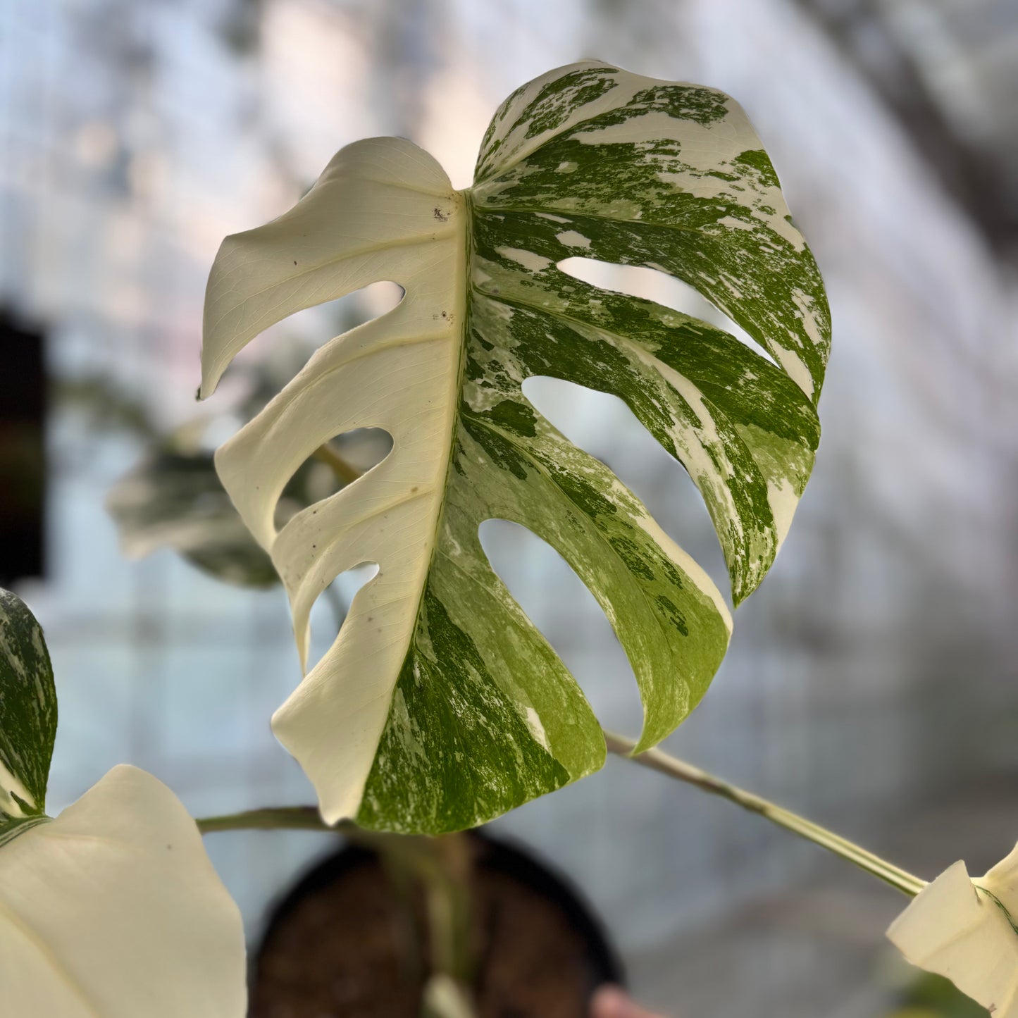 Monstera Albo White Tiger — photo 4