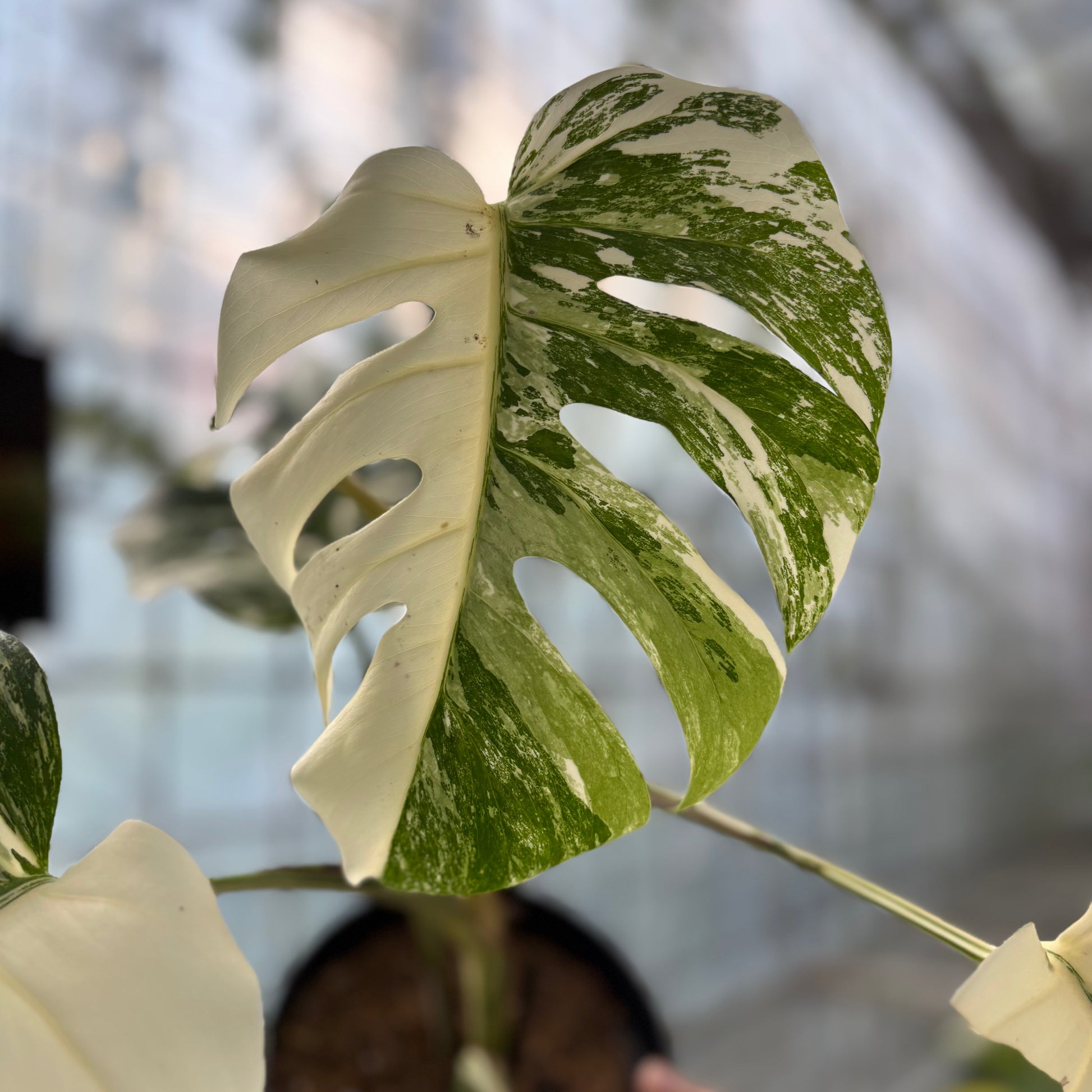 Monstera Albo White Tiger — photo 4