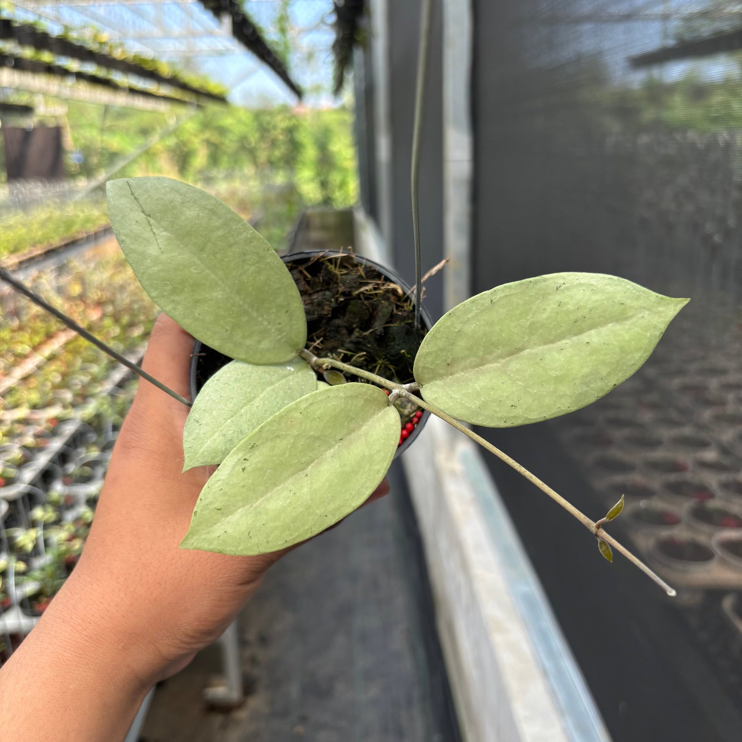 Hoya SP Trenggalek Silver (Menak Sopal) - Indonesian Rare Plants
