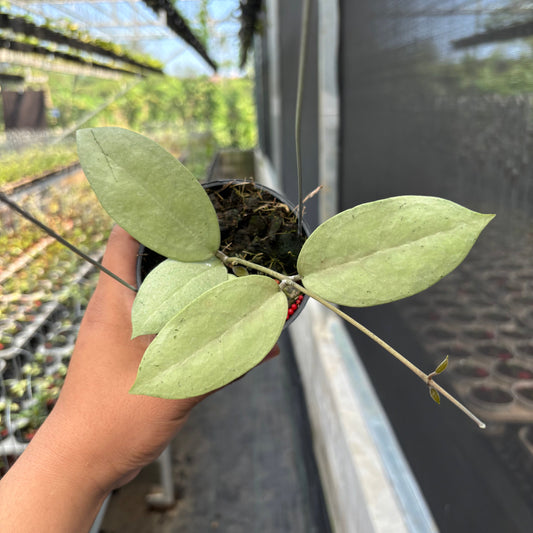 Hoya SP Trenggalek Silver (Menak Sopal) - Indonesian Rare Plants