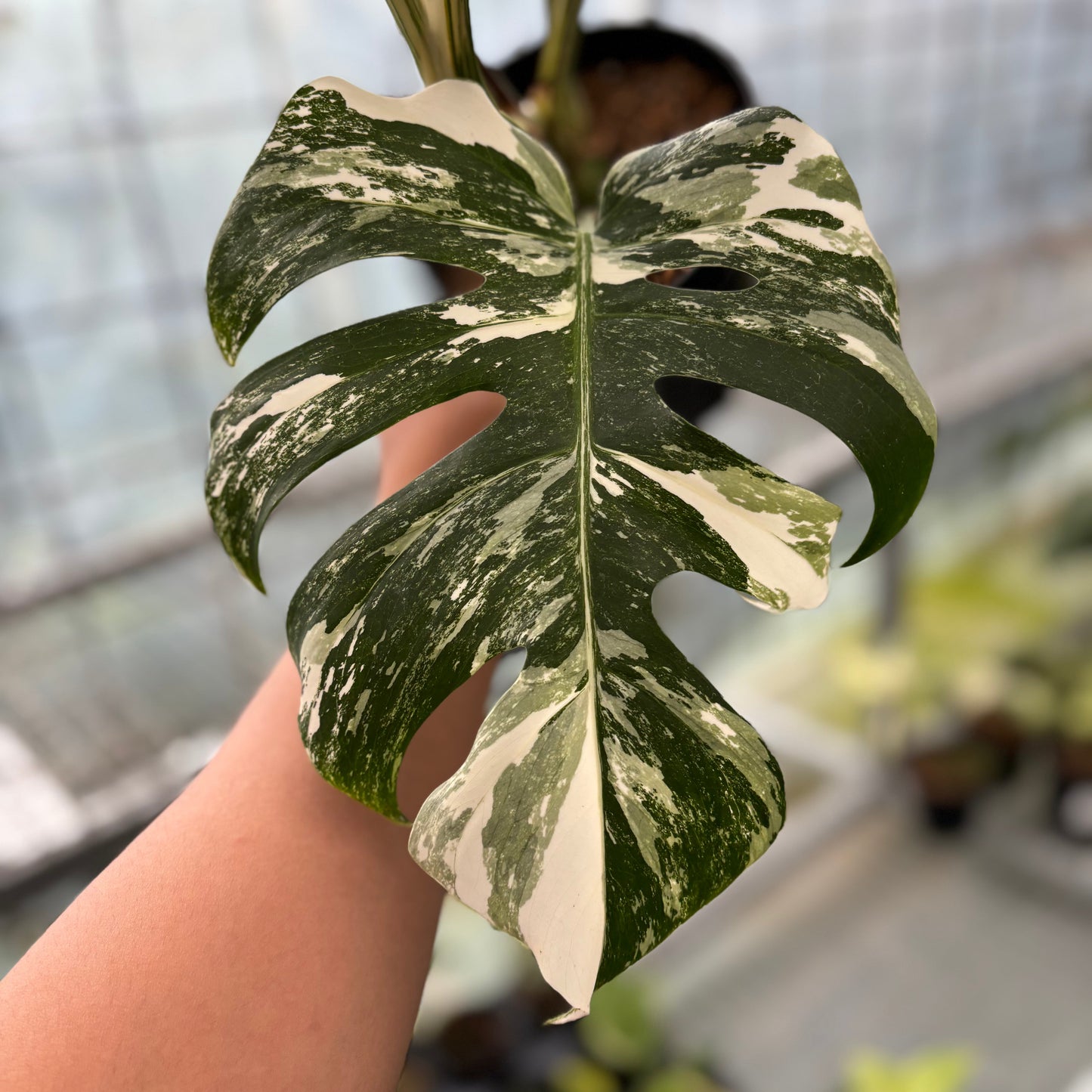 Monstera Albo White Tiger — photo 3