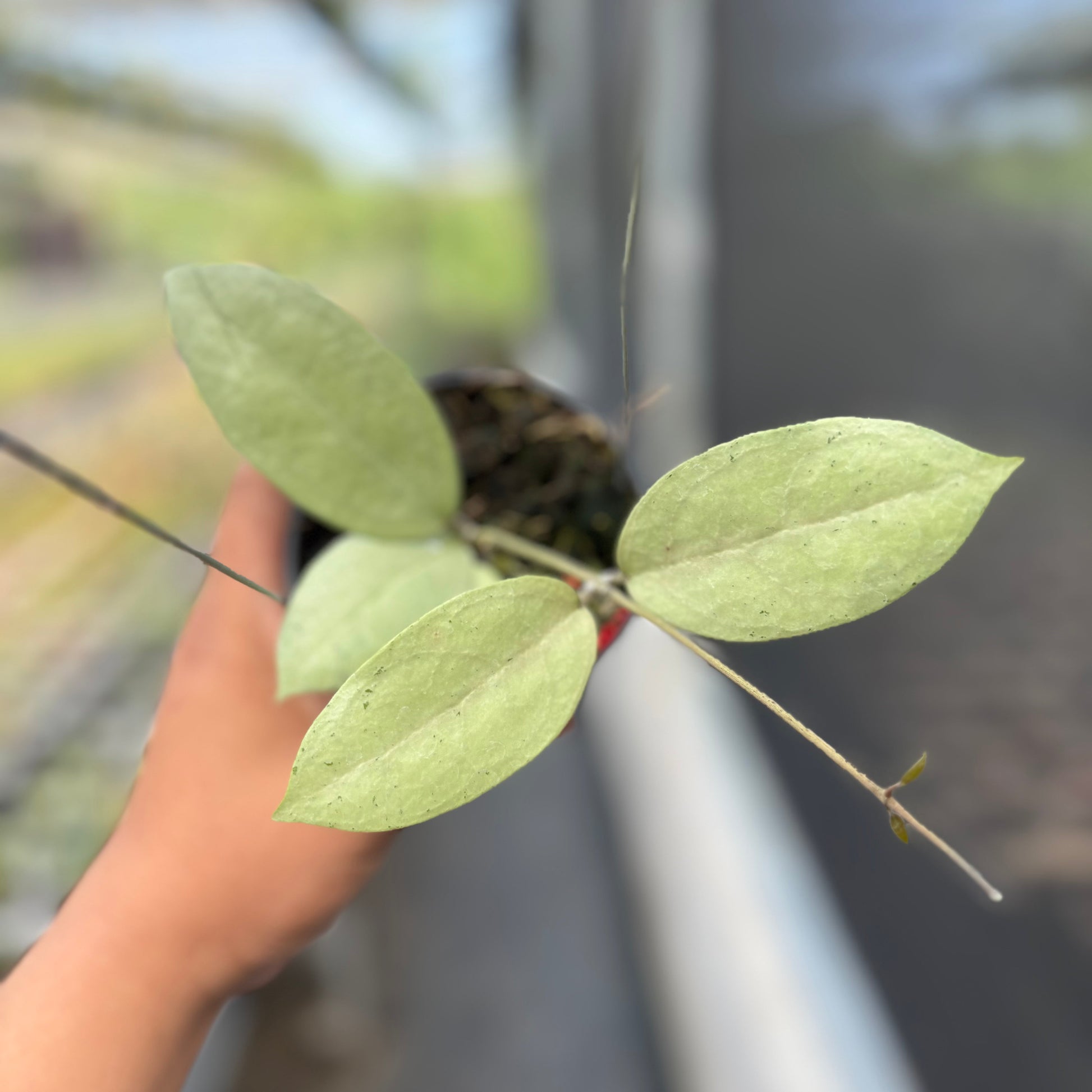 Hoya sp Menak Sopal — rare Indonesian plant