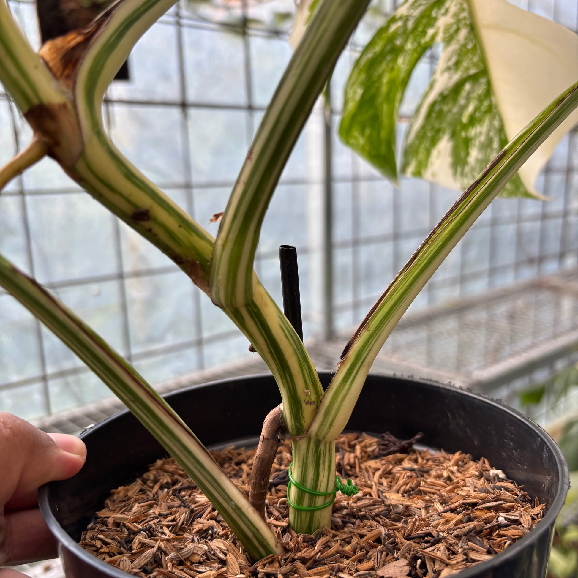 Monstera Albo White Tiger — photo 6