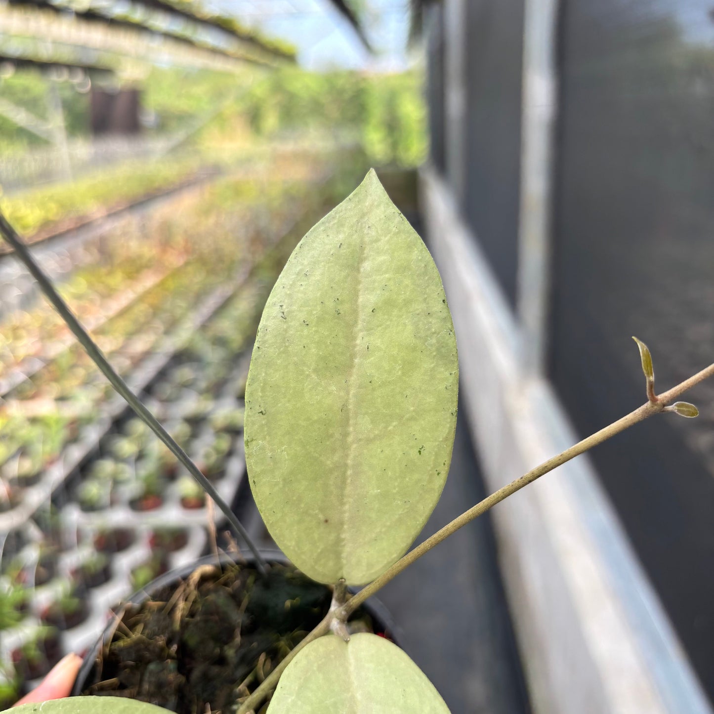 Hoya SP Trenggalek Silver (Menak Sopal)