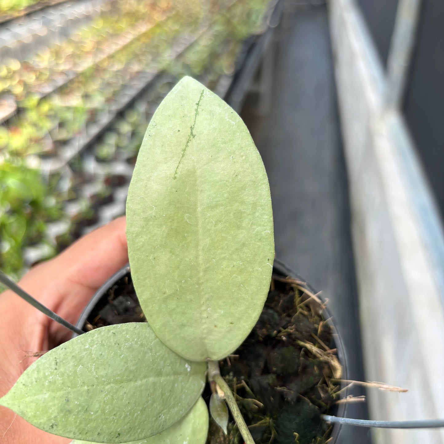 Hoya SP Trenggalek Silver (Menak Sopal)