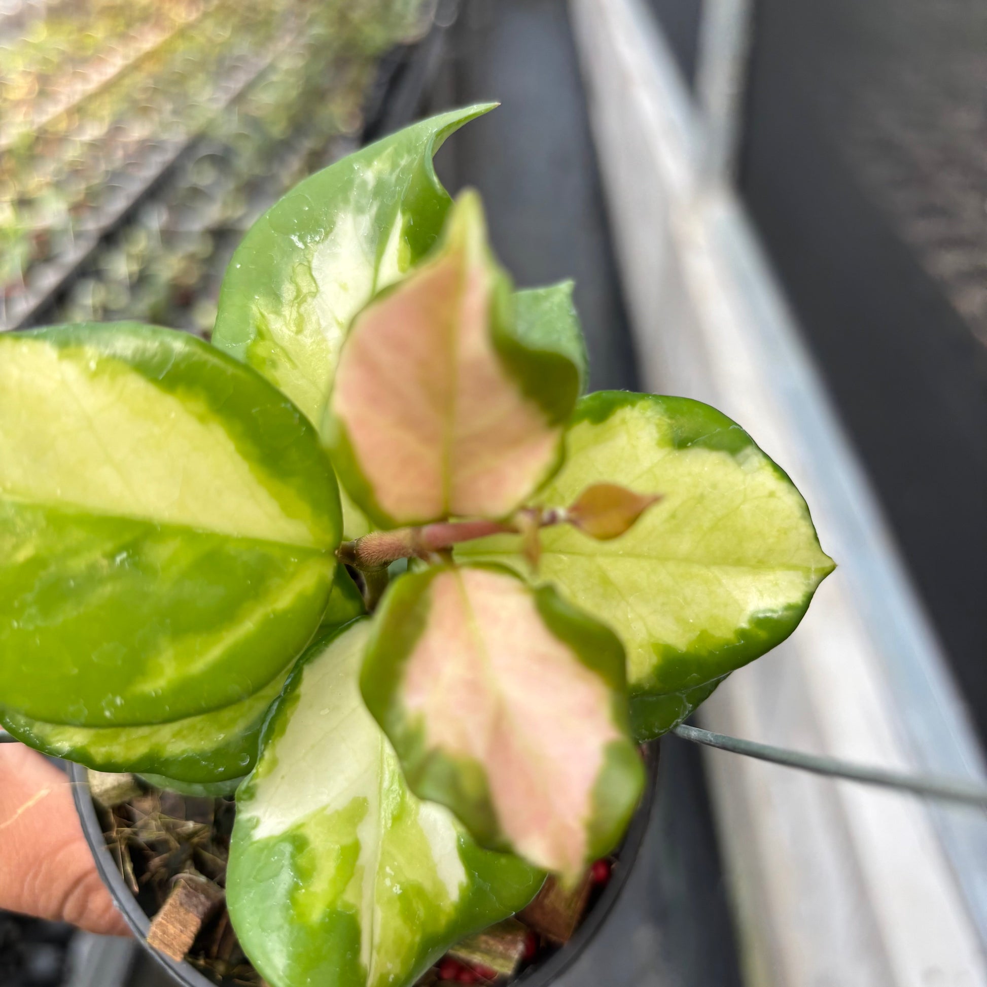 Hoya Carnosa "Frecles Splash" (Mutasi) — photo 6