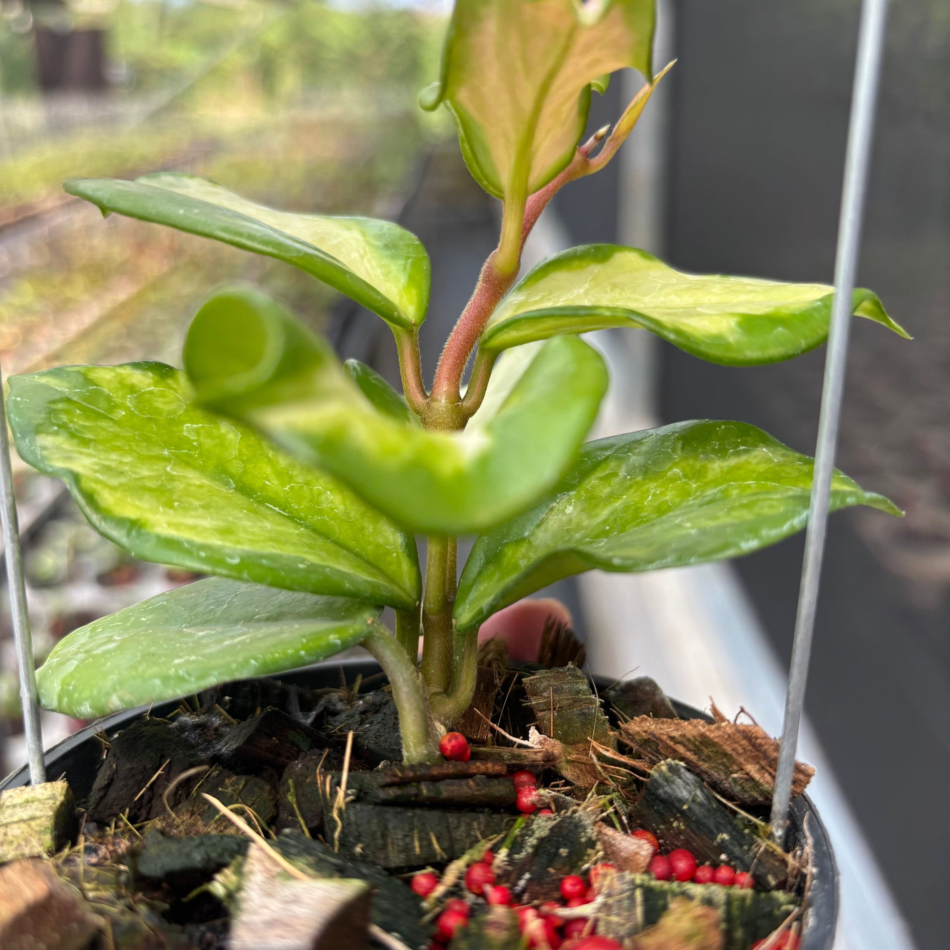 Hoya Carnosa "Frecles Splash" (Mutasi) — photo 5