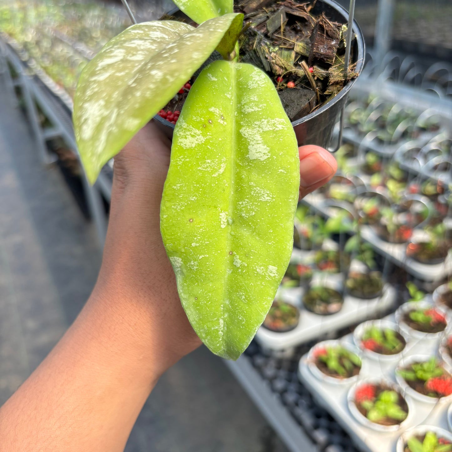 Hoya Kaikoeana "VN-181"