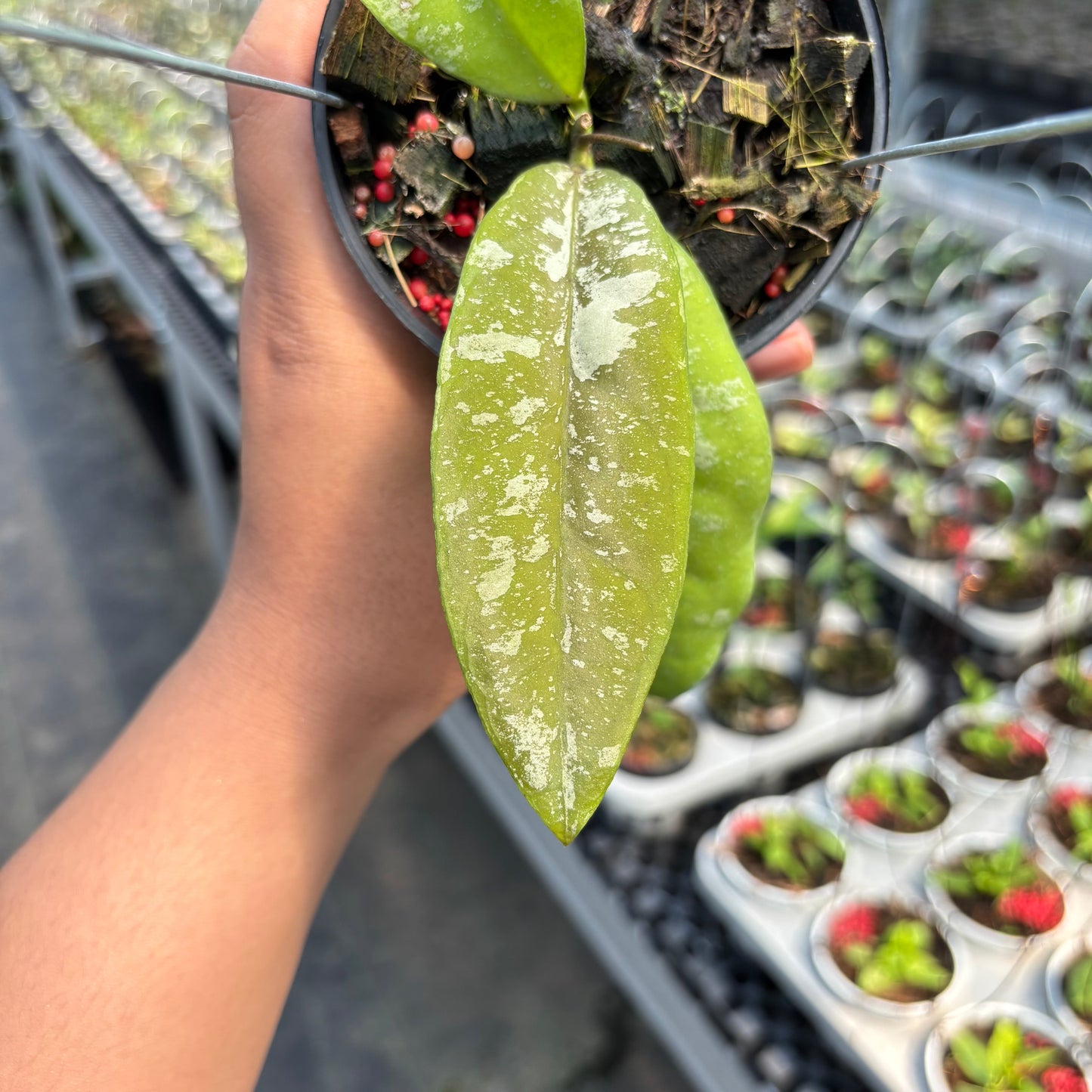 Hoya Kaikoeana "VN-181"
