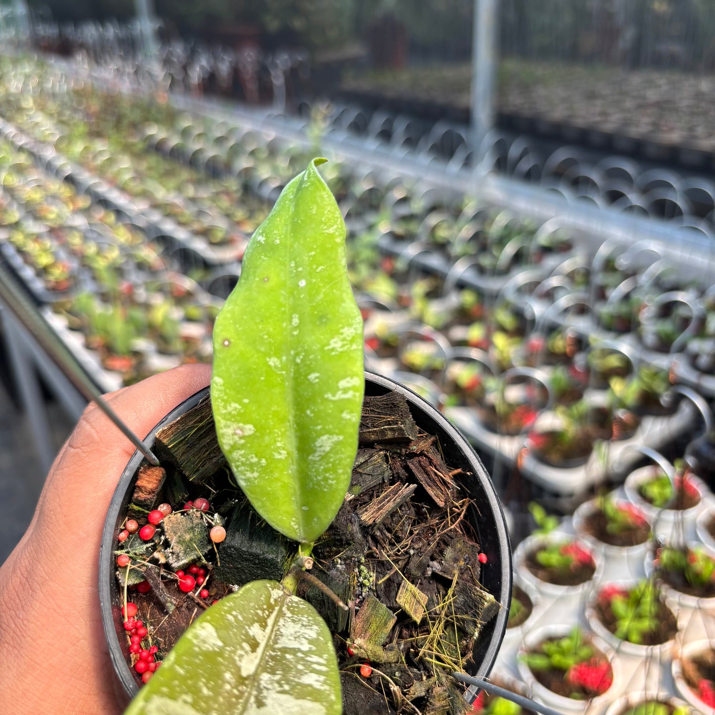 Hoya Kaikoeana "VN-181"