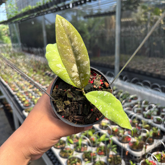 Hoya Kaikoeana "VN-181" - Indonesian Rare Plants