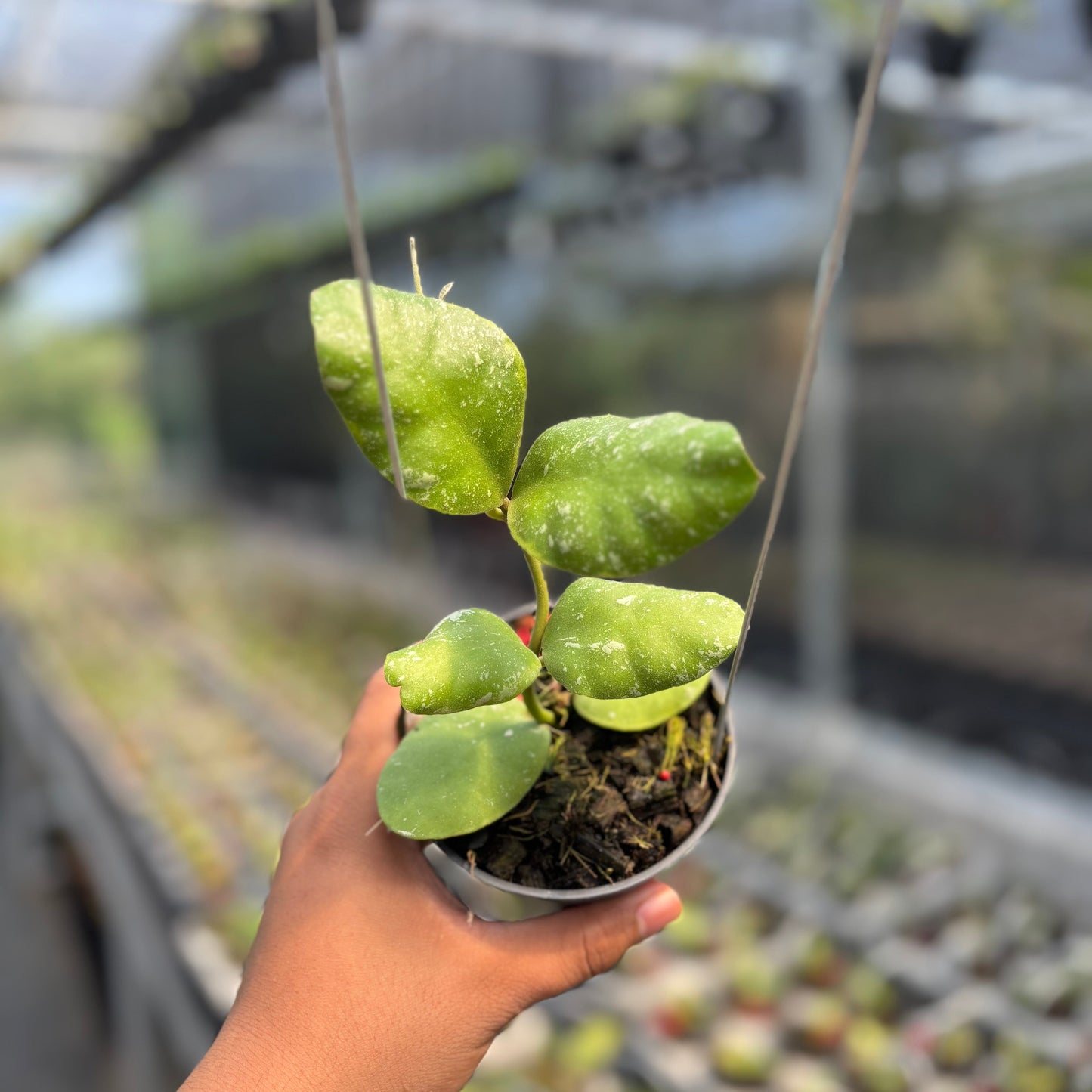 Hoya Waymaniae Albomarginata - Indonesian Rare Plants
