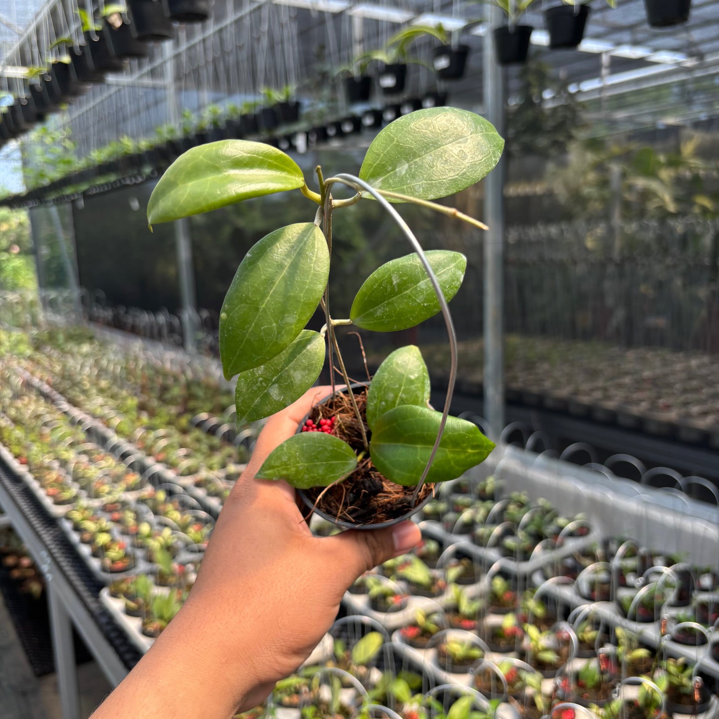 Hoya SP Selayar "PAR-WYD-006" - Indonesian Rare Plants