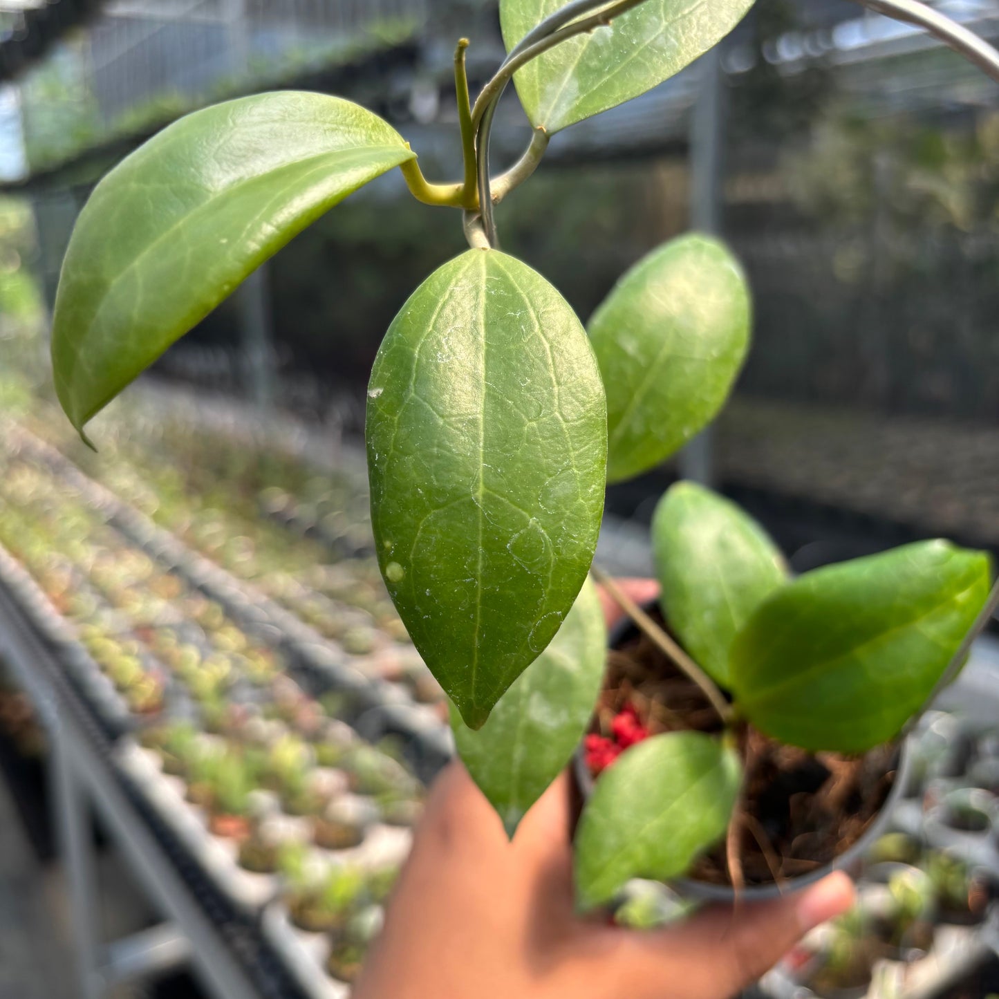 Hoya SP Selayar "PAR-WYD-006"