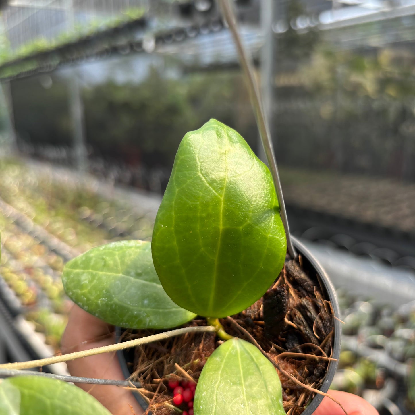 Hoya SP Selayar "PAR-WYD-006"