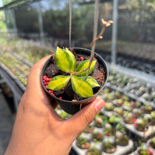 Hoya Bakoensis "Inner Var" VN-772 - Indonesian Rare Plants