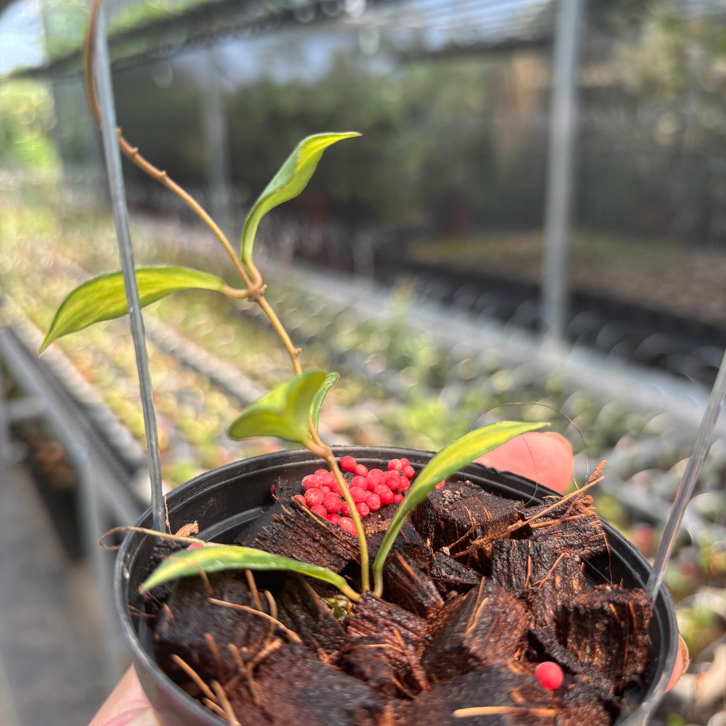 Hoya Bakoensis "Inner Var" VN-772